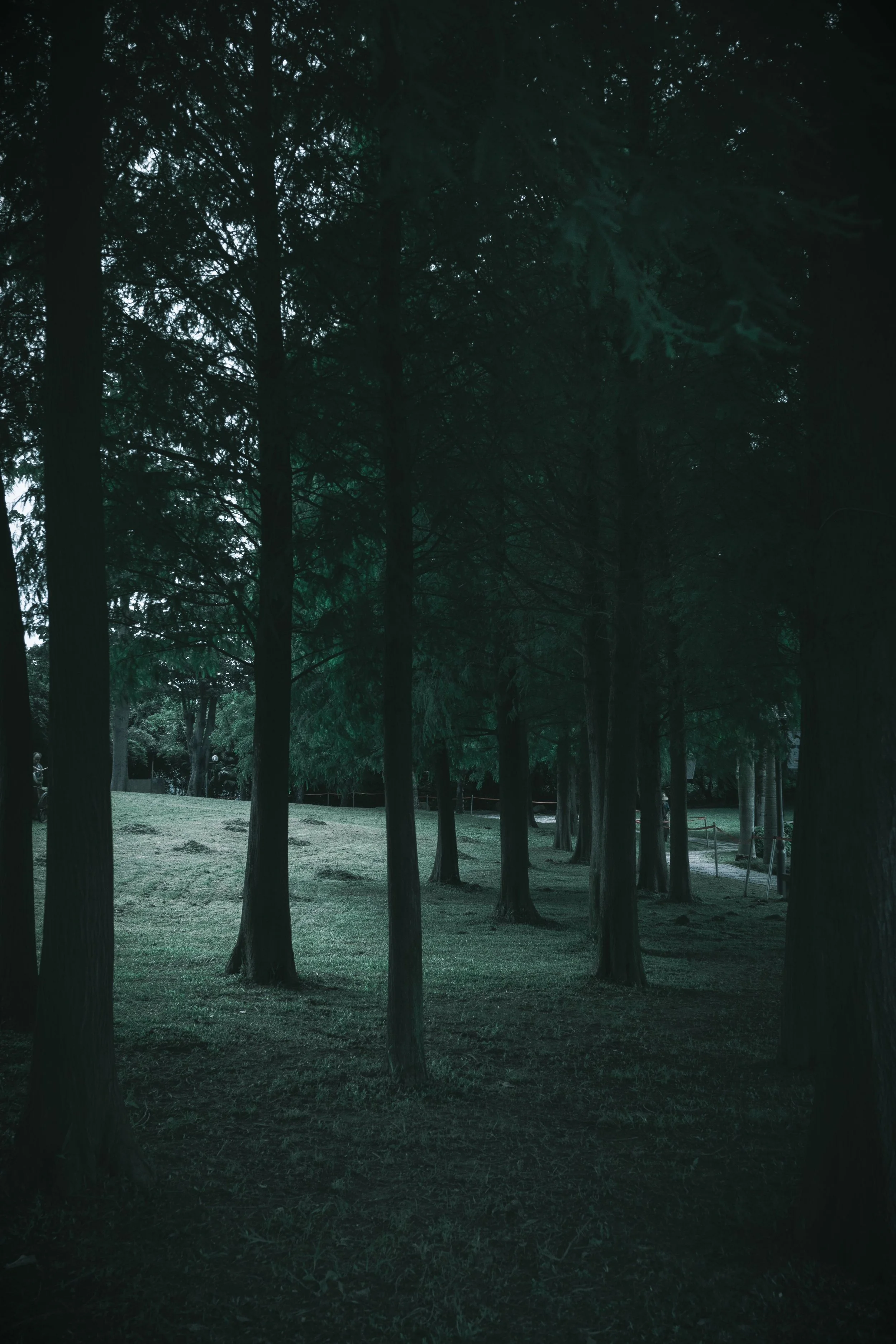 Dark green forest with tall trees and a grassy area underneath, with some people in the distance.