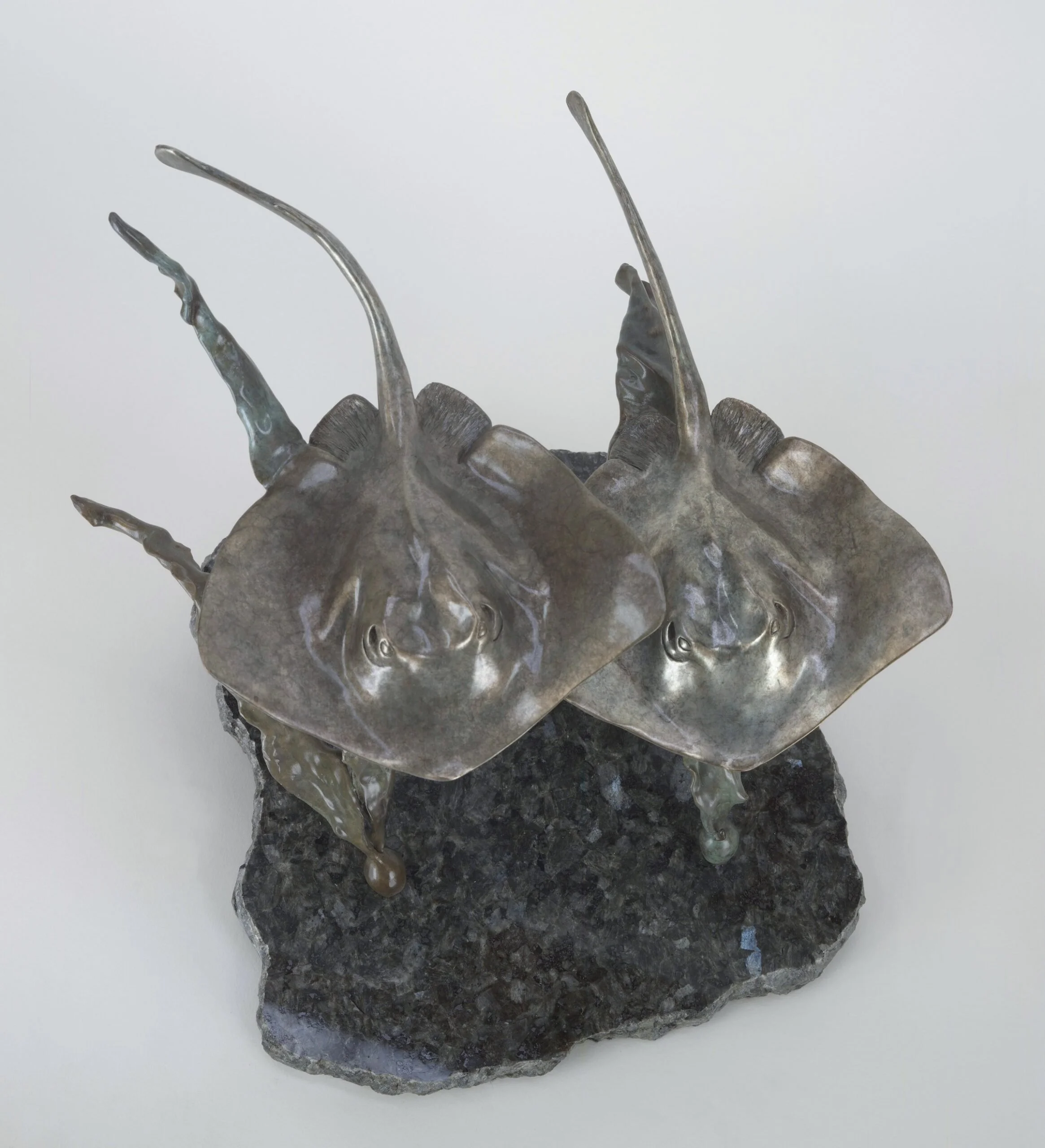Close-up of Two Rays Together a bronze sculpture by Judy Salinsky.