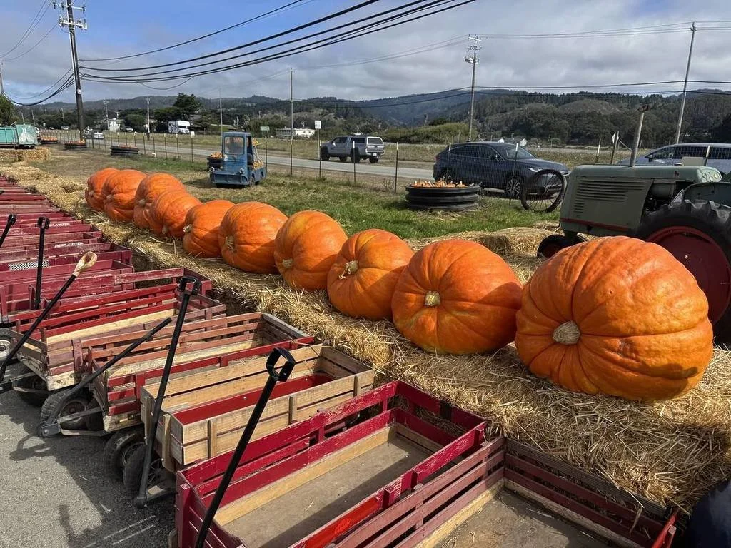 farmer John pumpkin farm in half moon bay, california
