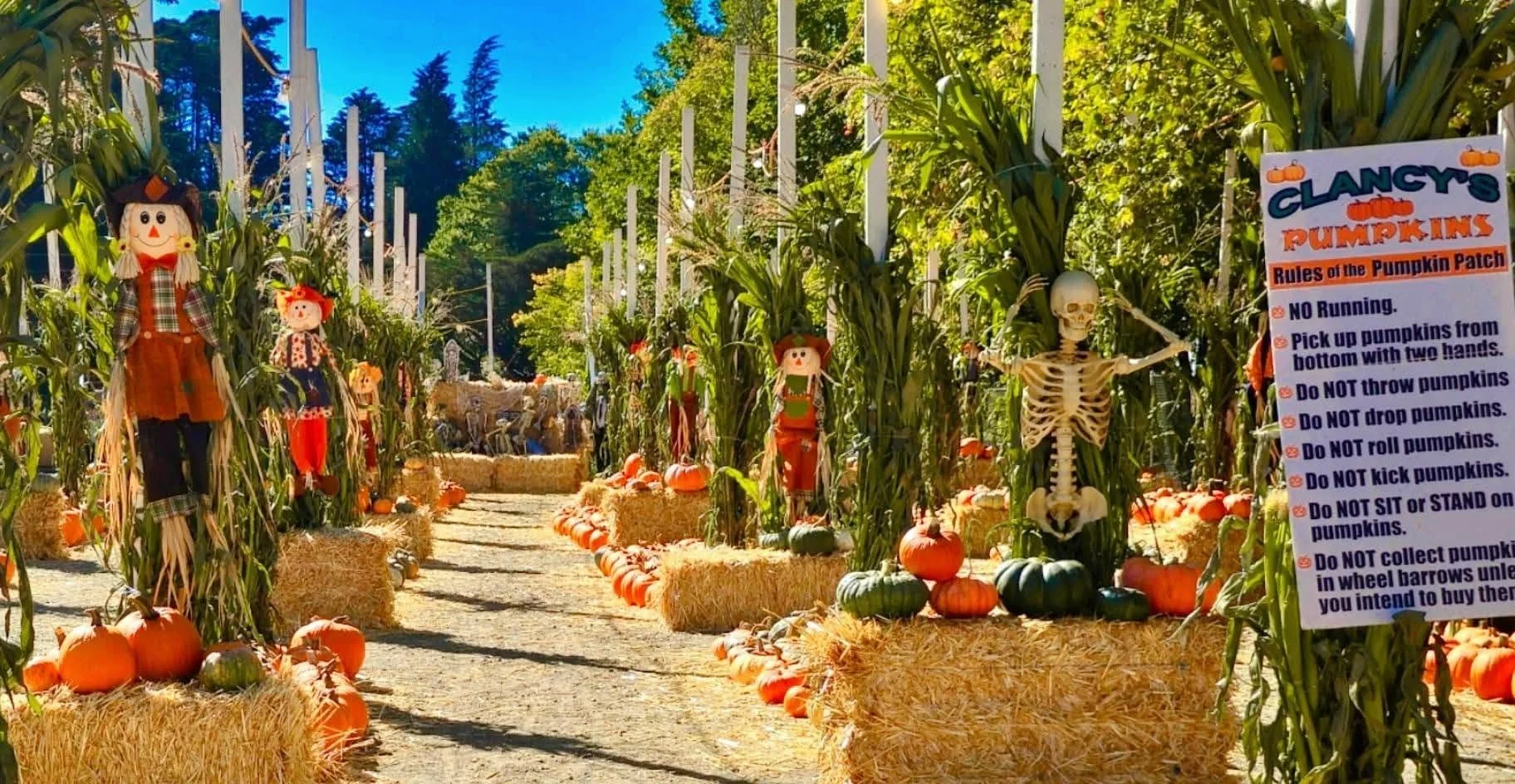 clancys pumpkin patch in San Francisco, california pumpkins and skeletons and corn stalks and hay bales
