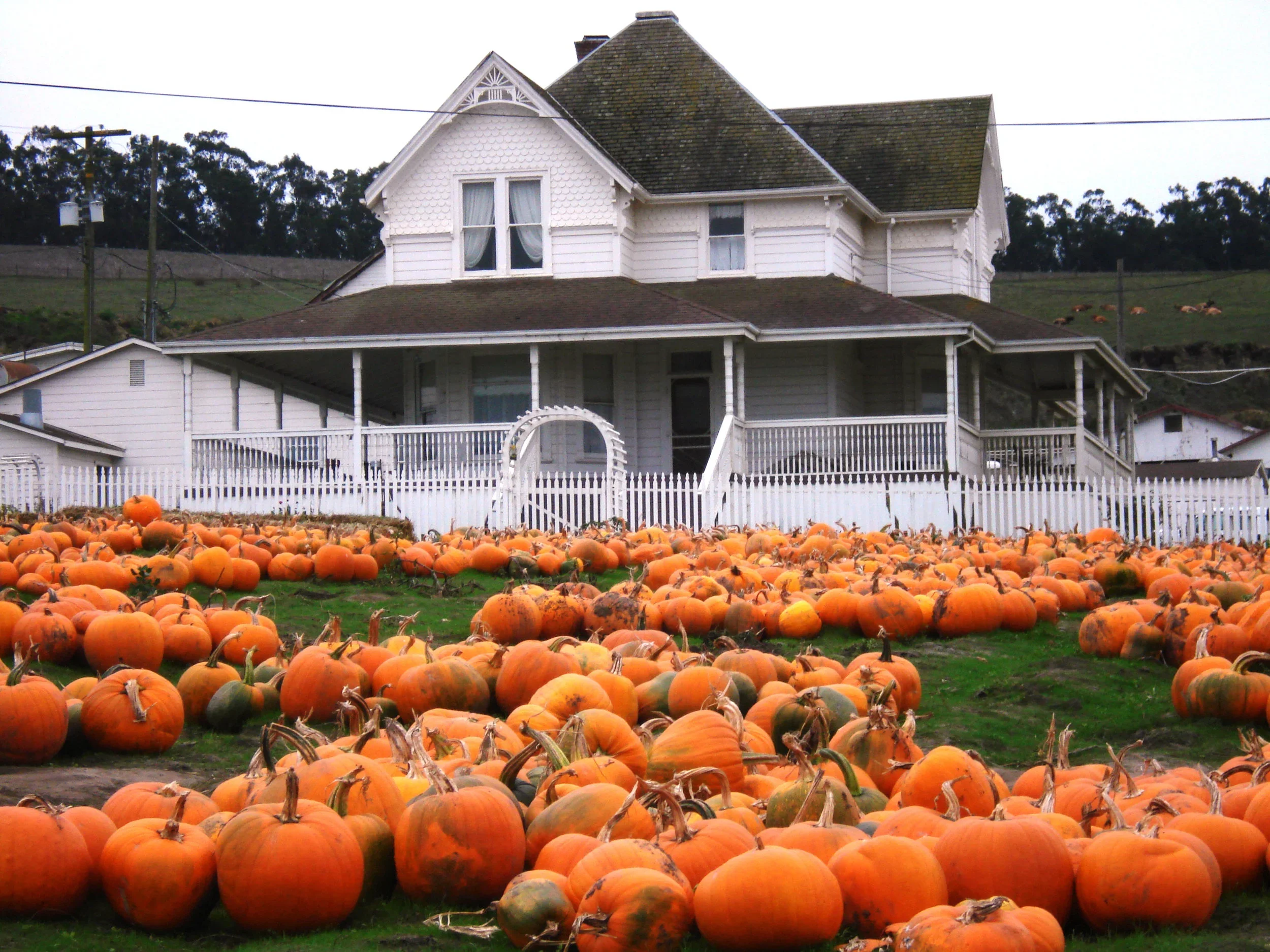 house with pumpkins at Peter pumpkin patch in Petaluma, california Bay Area pumpkin patch