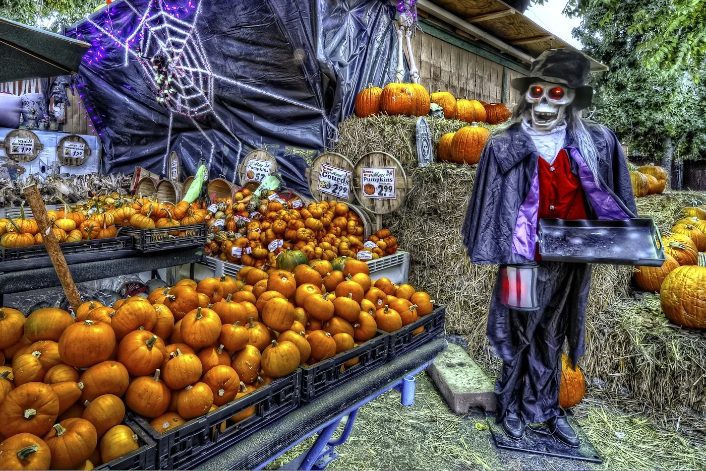 windmill farms in San Ramon, california pumpkins for sale