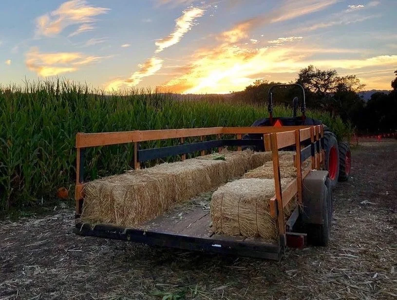 webb ranch in portola valley, California pumpkin patch hay ride