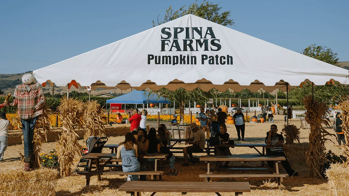 spina farms pumpkin patch in Hollister, california