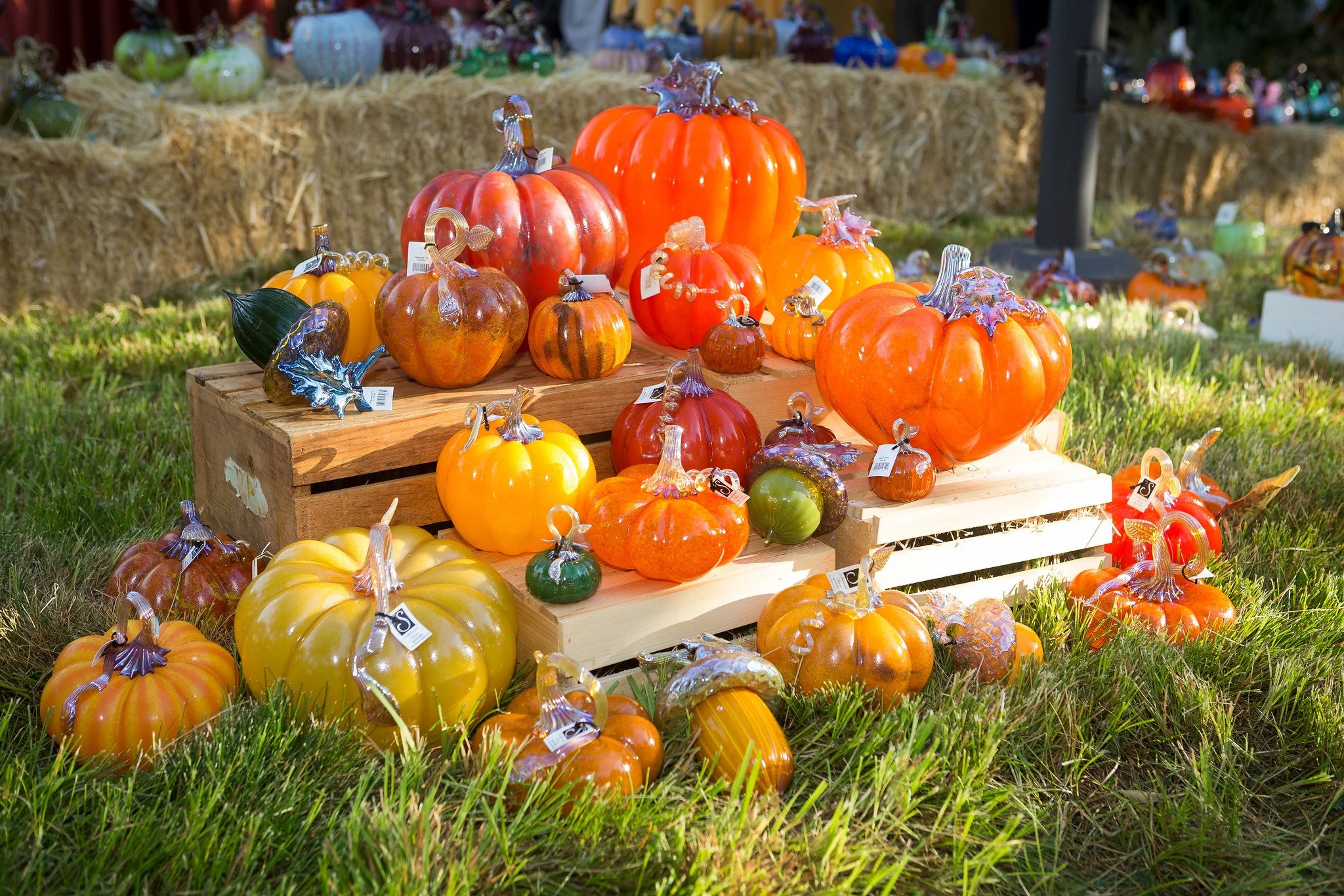 great glass pumpkins at the great glass pumpkin patch in Palo Alto, California in September