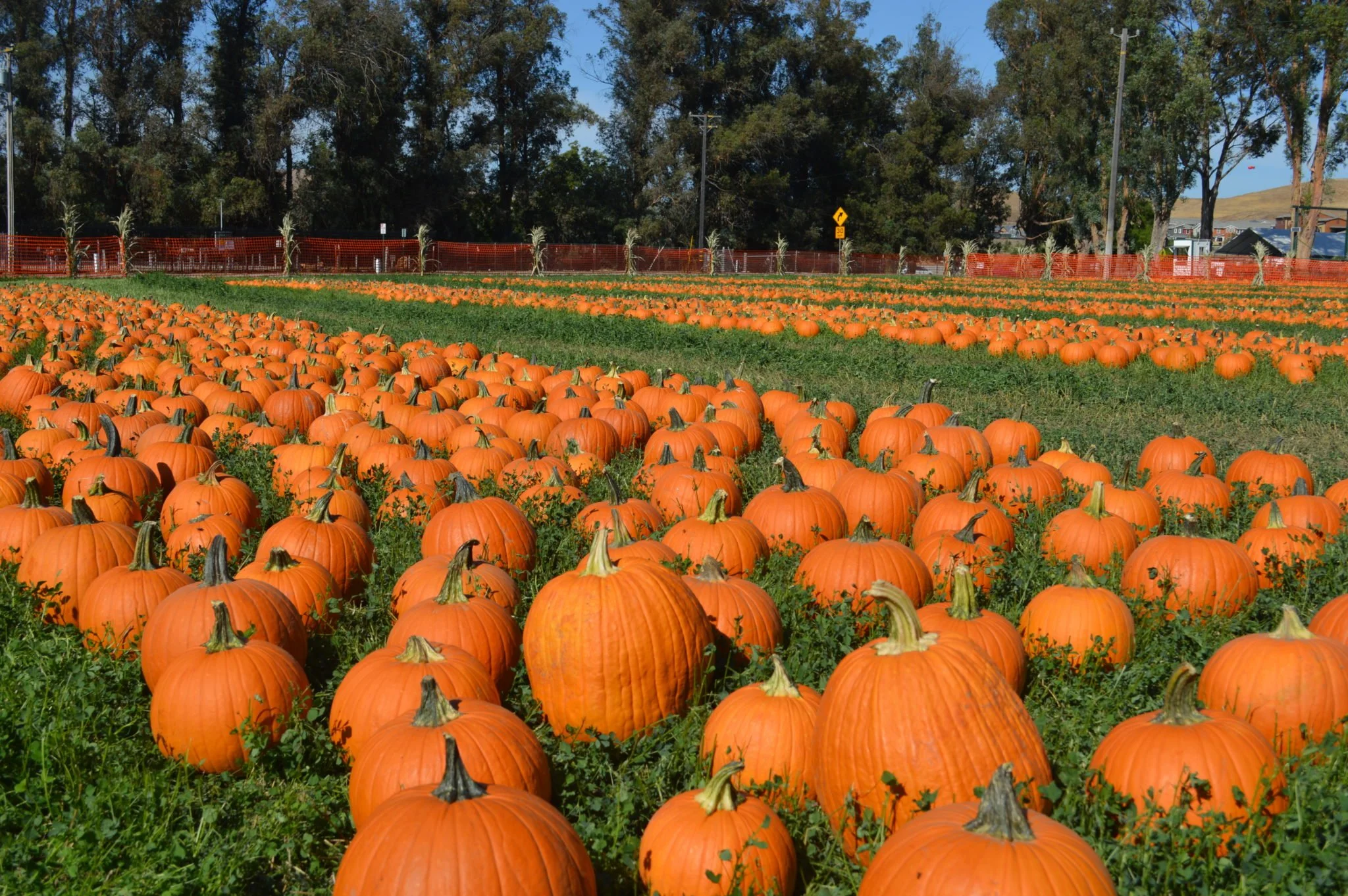 G&M farms pumpkin patch and corn maze in livermore, california