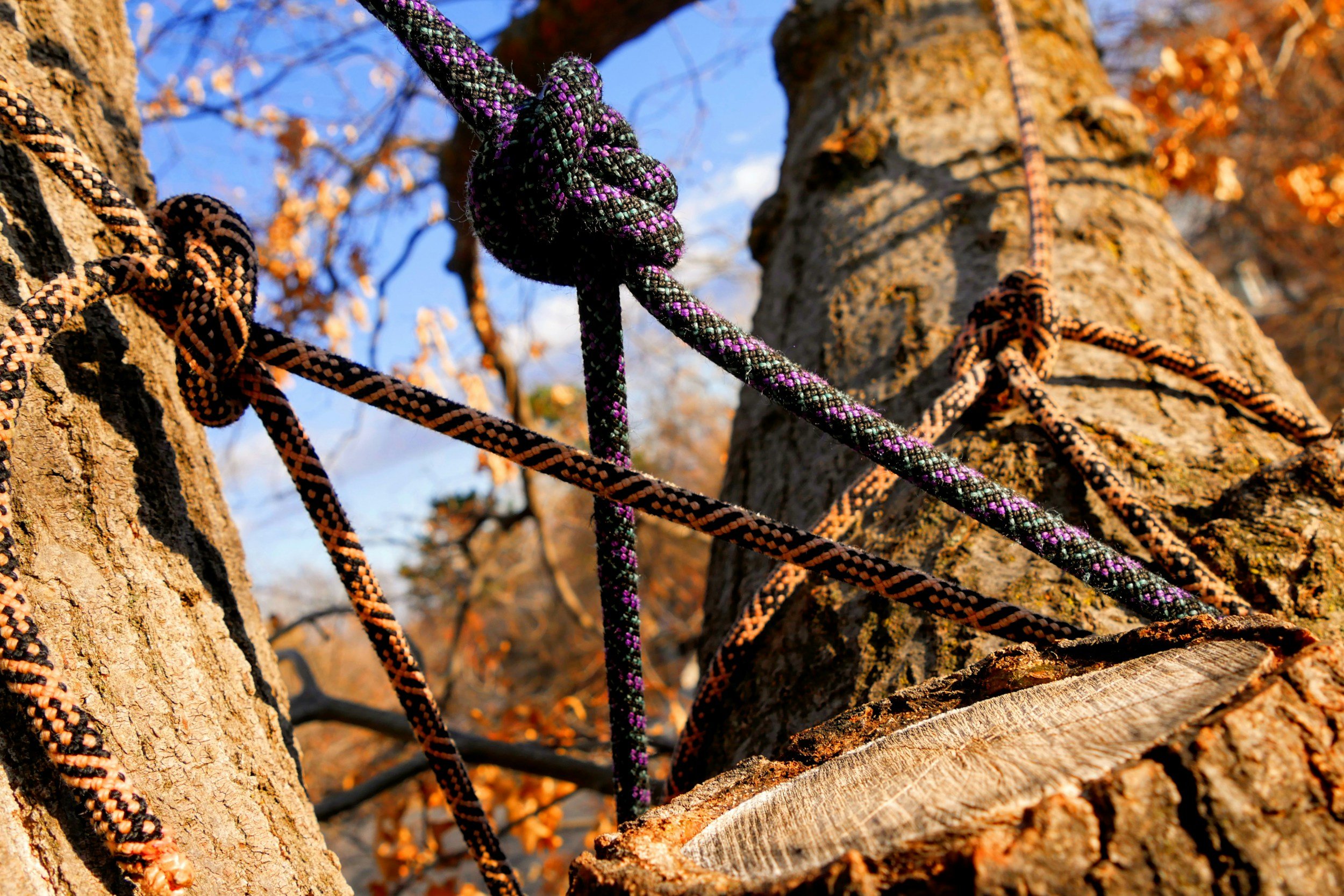 Climbing rope wrapped around tree trunks outdoors with a background of blue sky and autumn-colored leaves.
