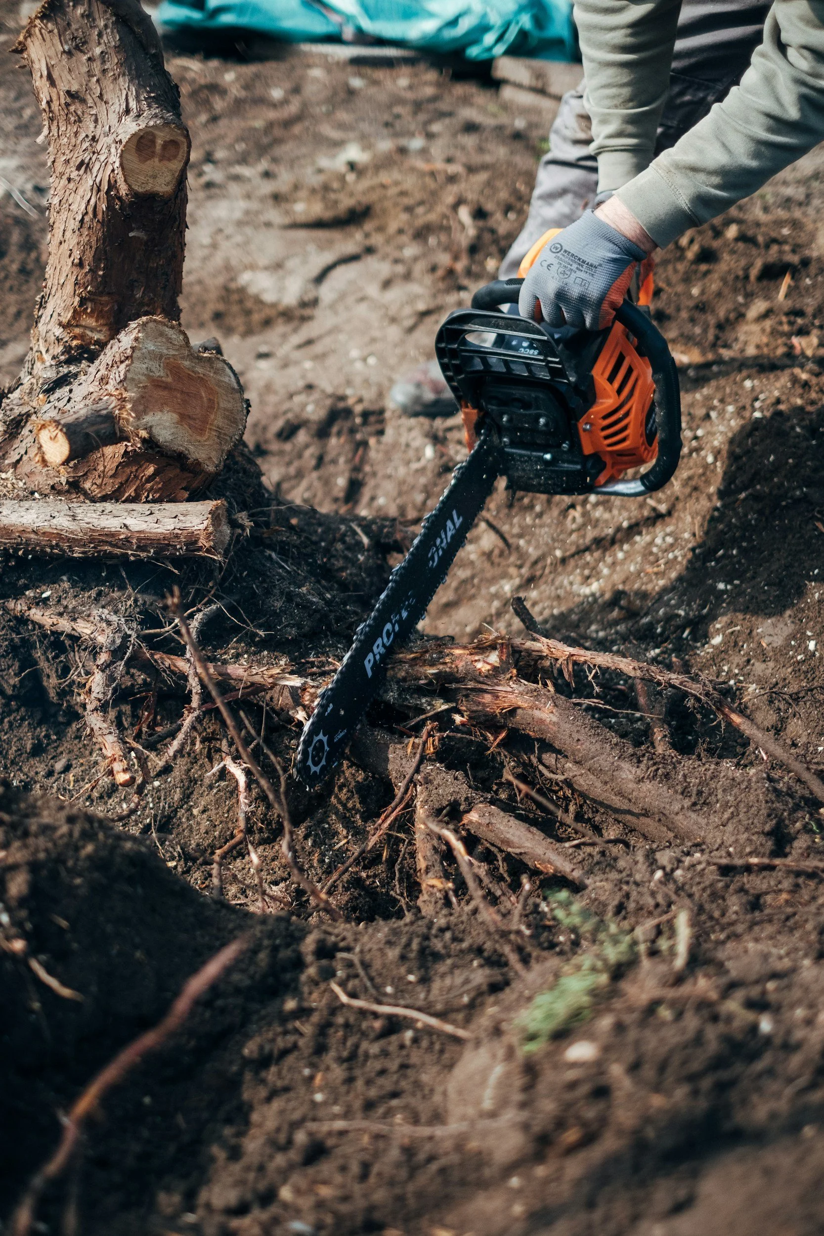 Close-up of a person using a chainsaw to cut a small tree or branch in soil, with dirt and roots visible.