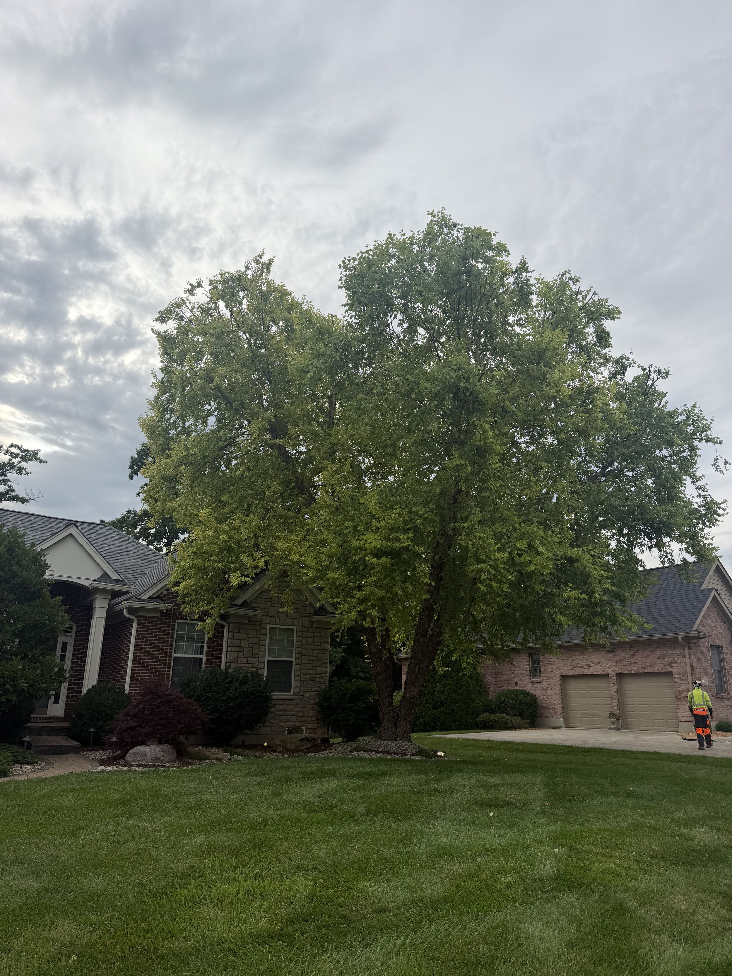 A large, leafy tree in front of a residential house with a brick exterior and a gray garage door, with a person standing near the driveway.