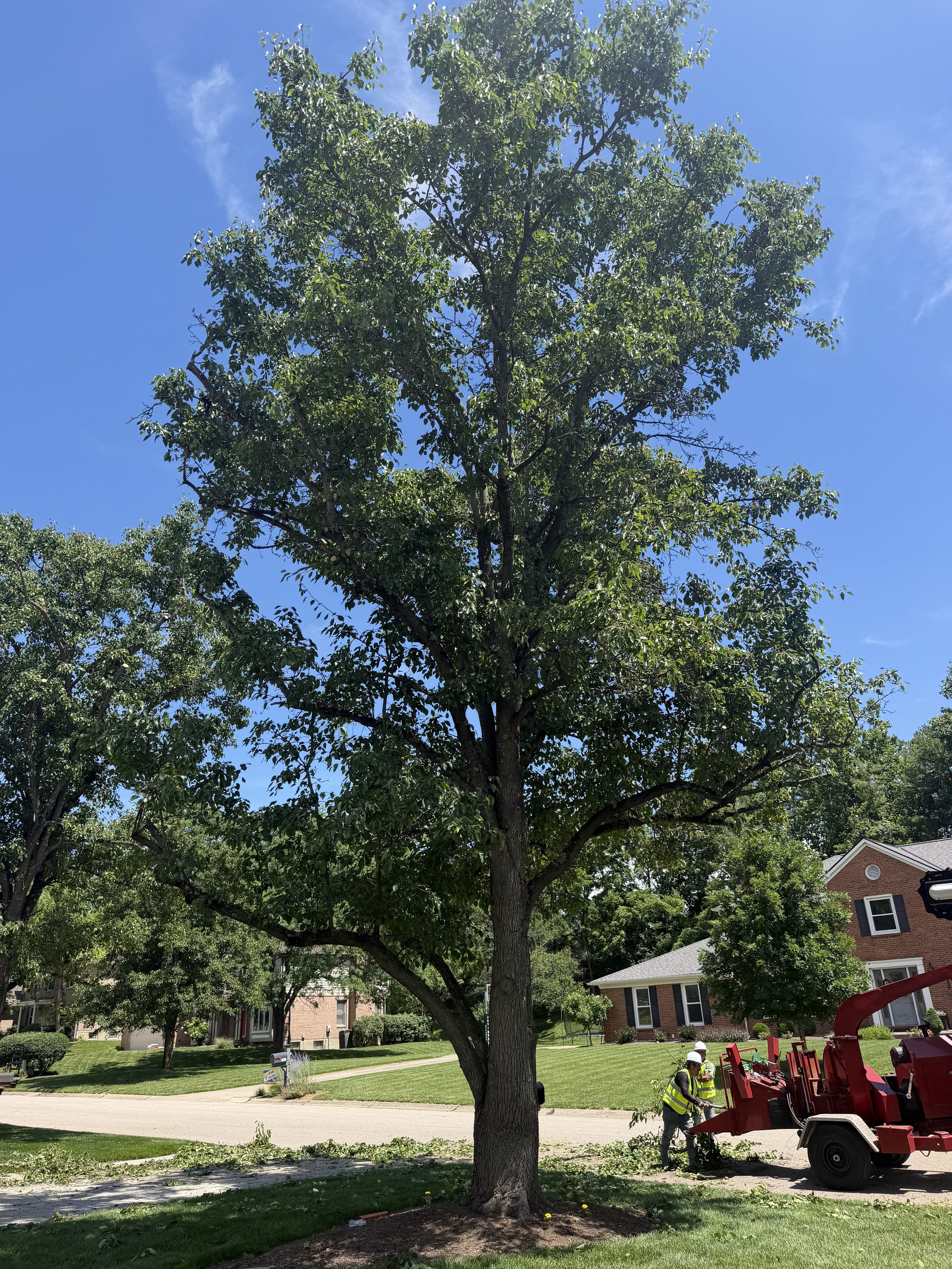 Tree being trimmed or maintained by workers in a residential neighborhood, with houses and a lawn in the background.