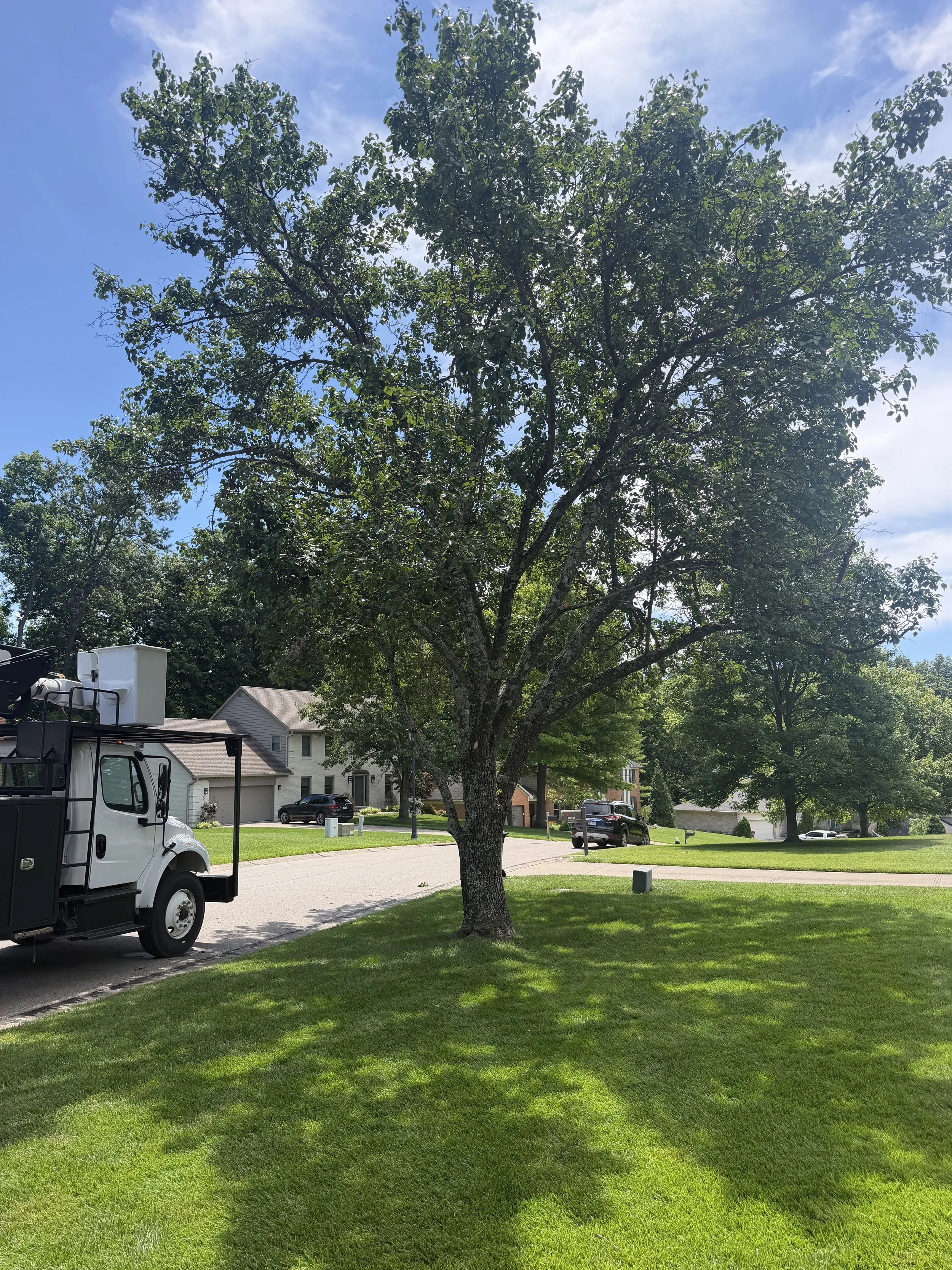 A large leafy tree in a residential neighborhood with houses, parked cars, and a lawn. A utility truck is parked on the street, and shadows are cast on the grass.