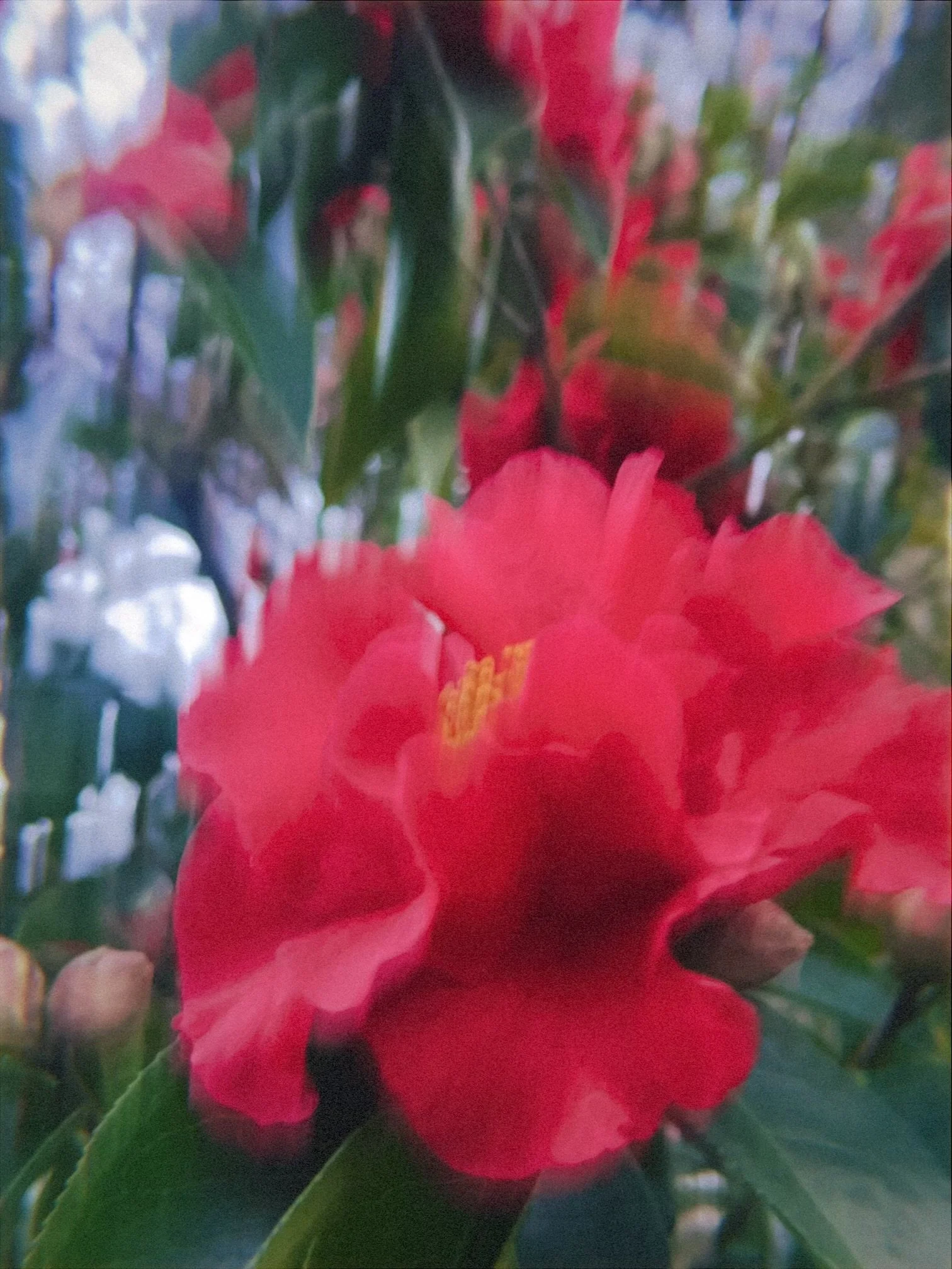 Close-up view of a vibrant red flower with yellow center, surrounded by green leaves.