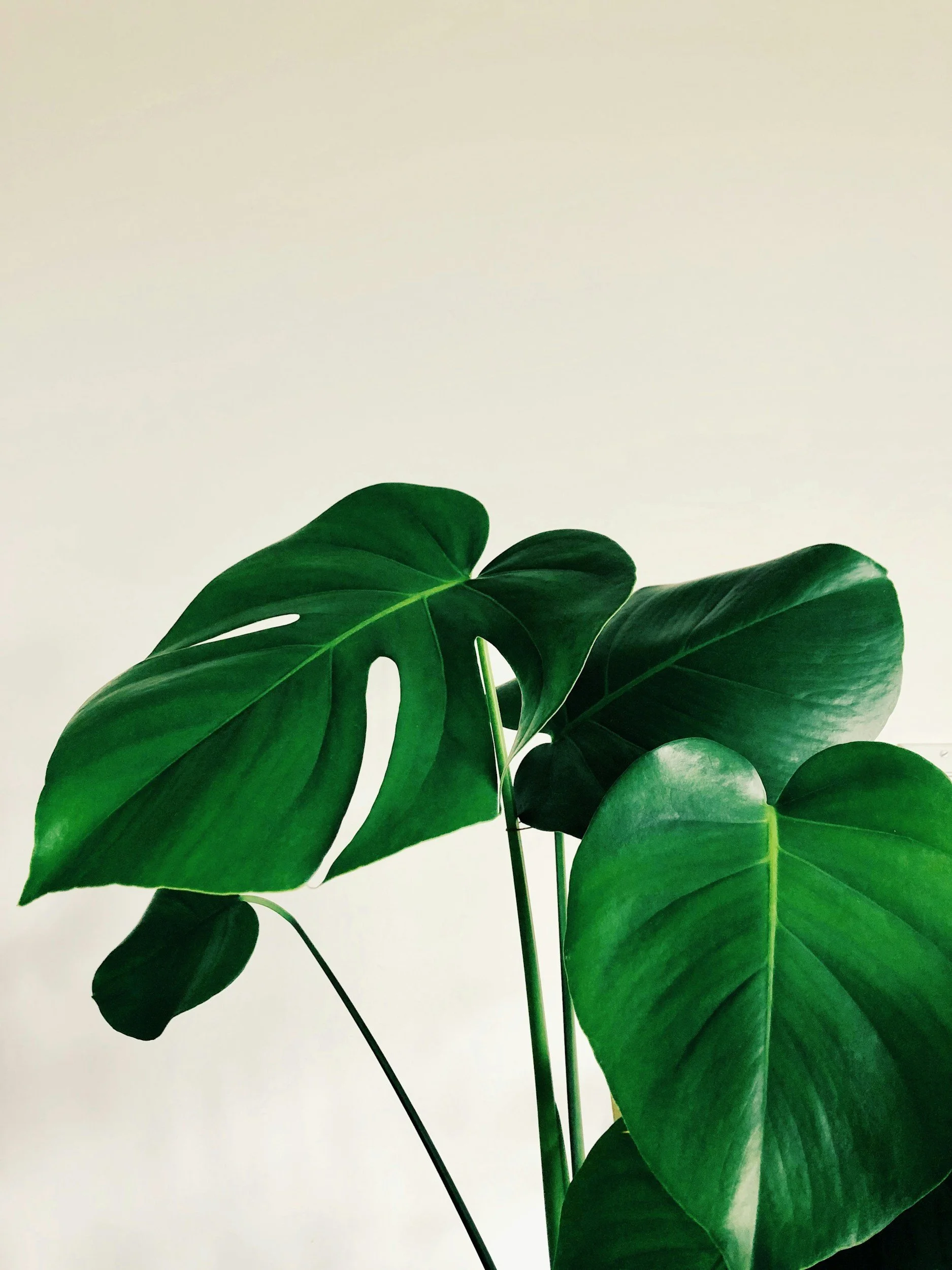 Close-up of several large green monstera leaves against a plain light-colored background.