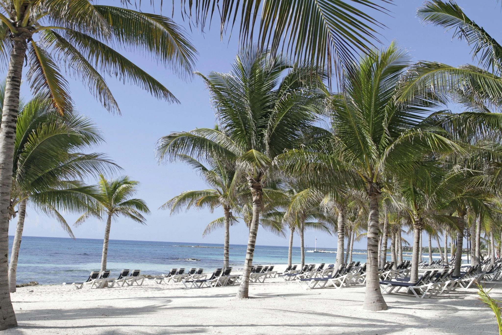 Beach scene with white sand, multiple palm trees, and lounge chairs. The ocean is visible in the background under a clear blue sky.