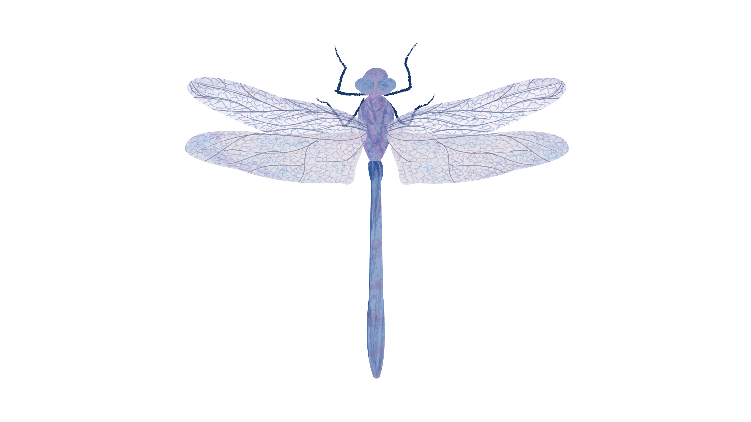 Un insecto parecido a una libélula con alas transparentes y cuerpo azul en un fondo blanco.
