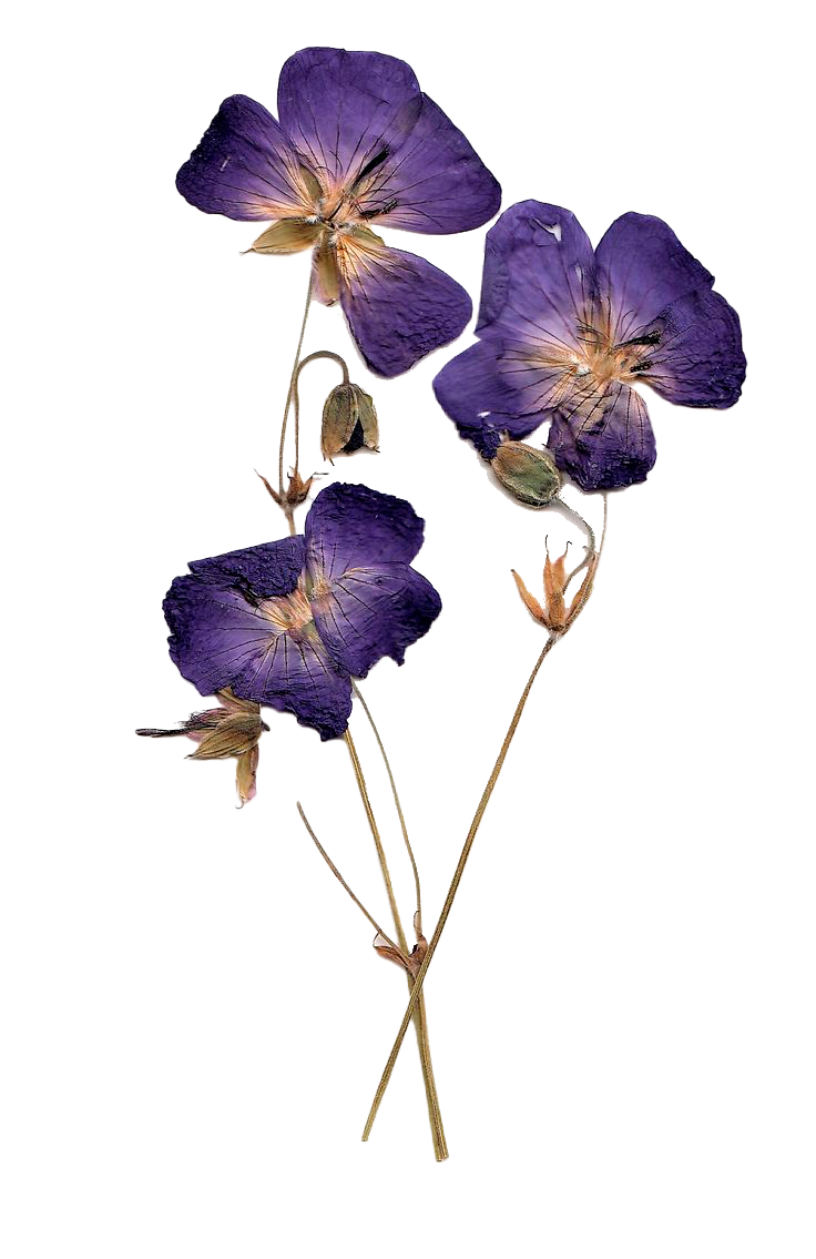 Ramo de flores de color morado con tres mariposas secas