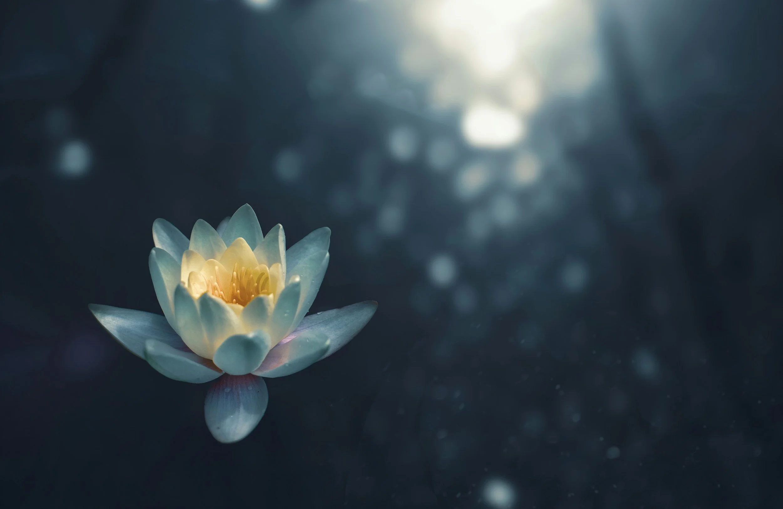 A blooming white water lily with yellow center, floating on dark water with blurry background