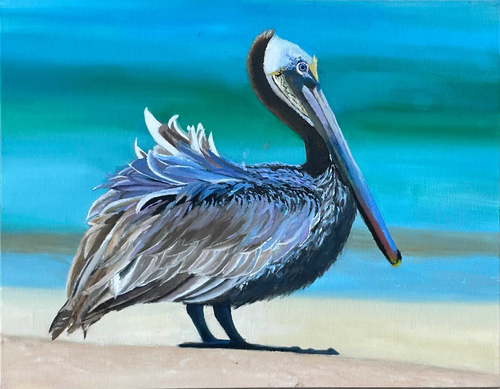 The Brown pelican