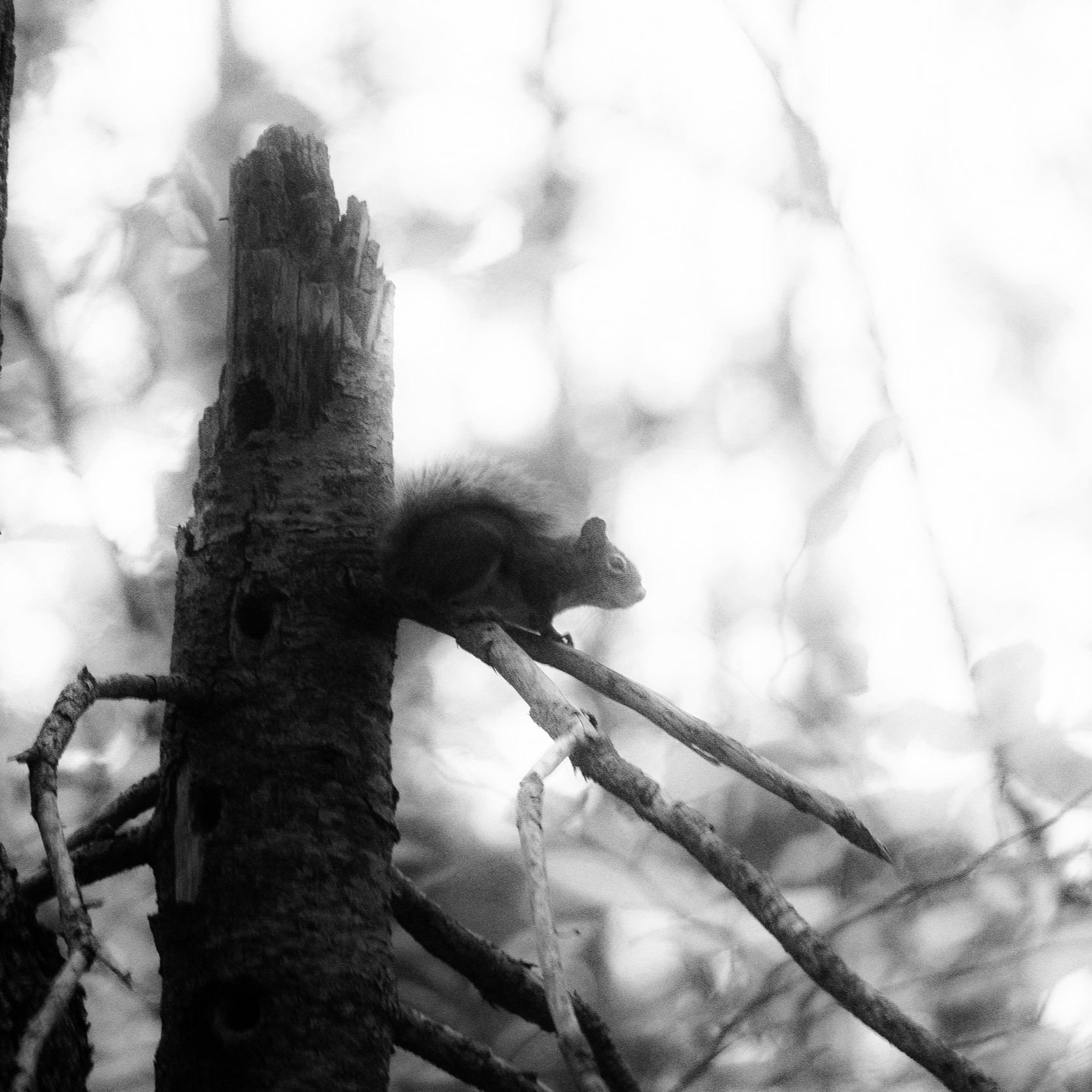 A squirrel sitting on a tree branch with a background of leaves and blurred branches, in black and white.