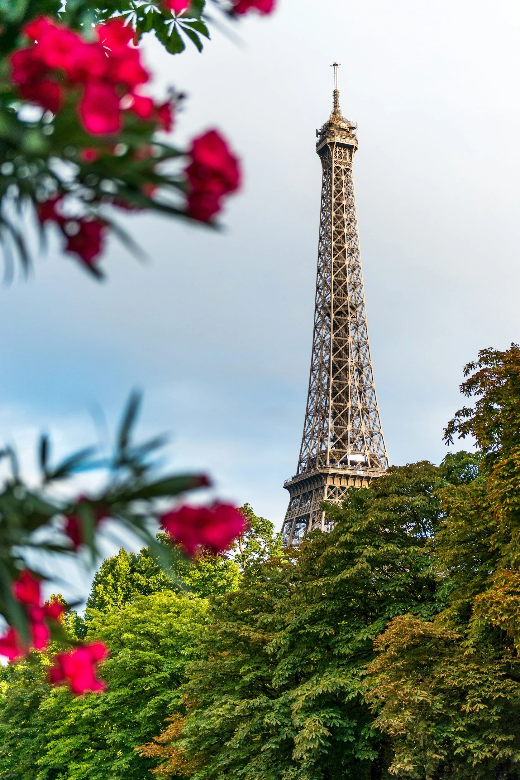 The Eiffel Tower seen from below, partially obscured by green trees and pink flowers in the foreground, against a light sky.
