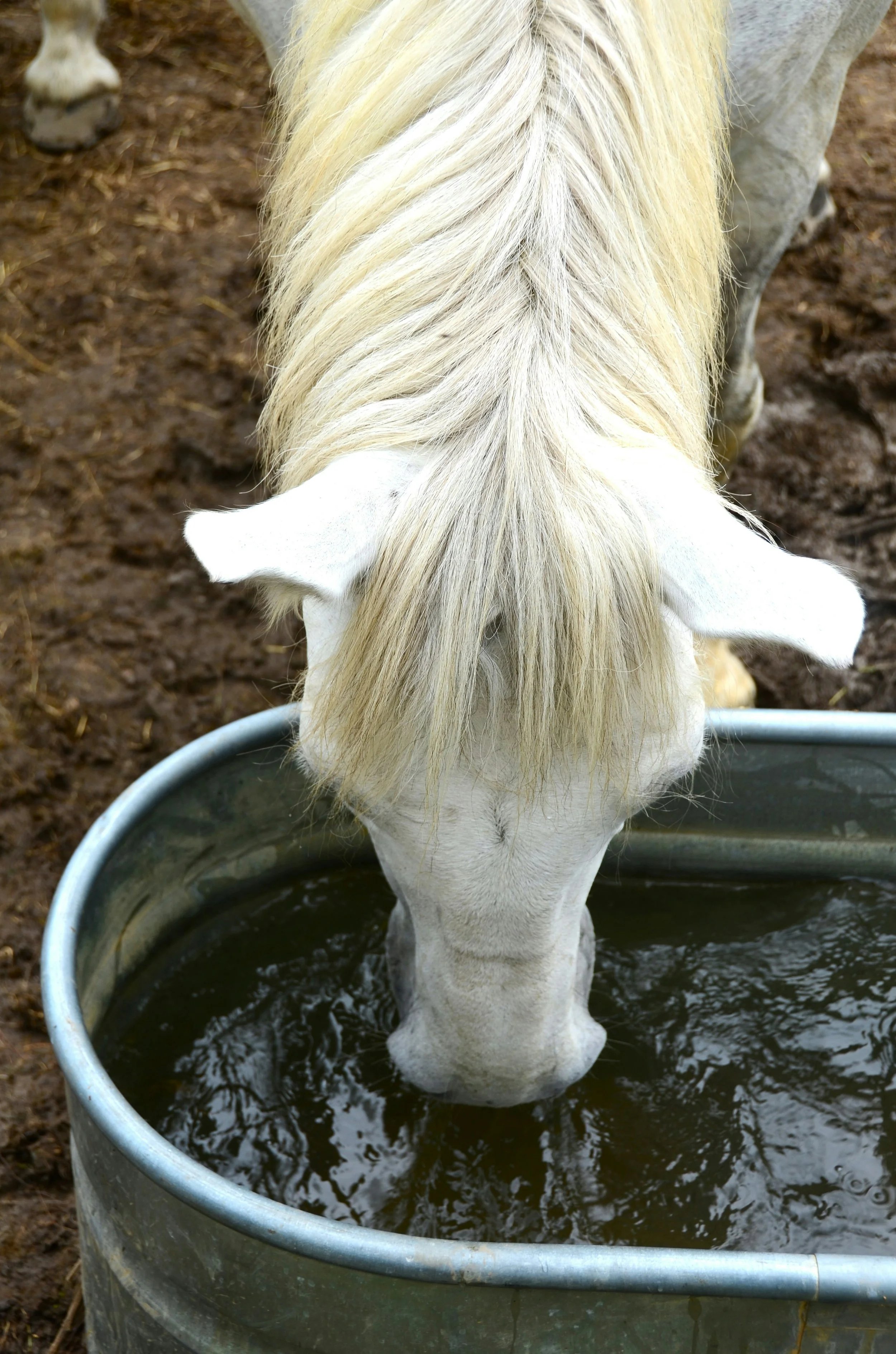 A white horse with a long, blonde mane stands in a metal water tub, drinking water with its head submerged. The background shows a dirt ground.