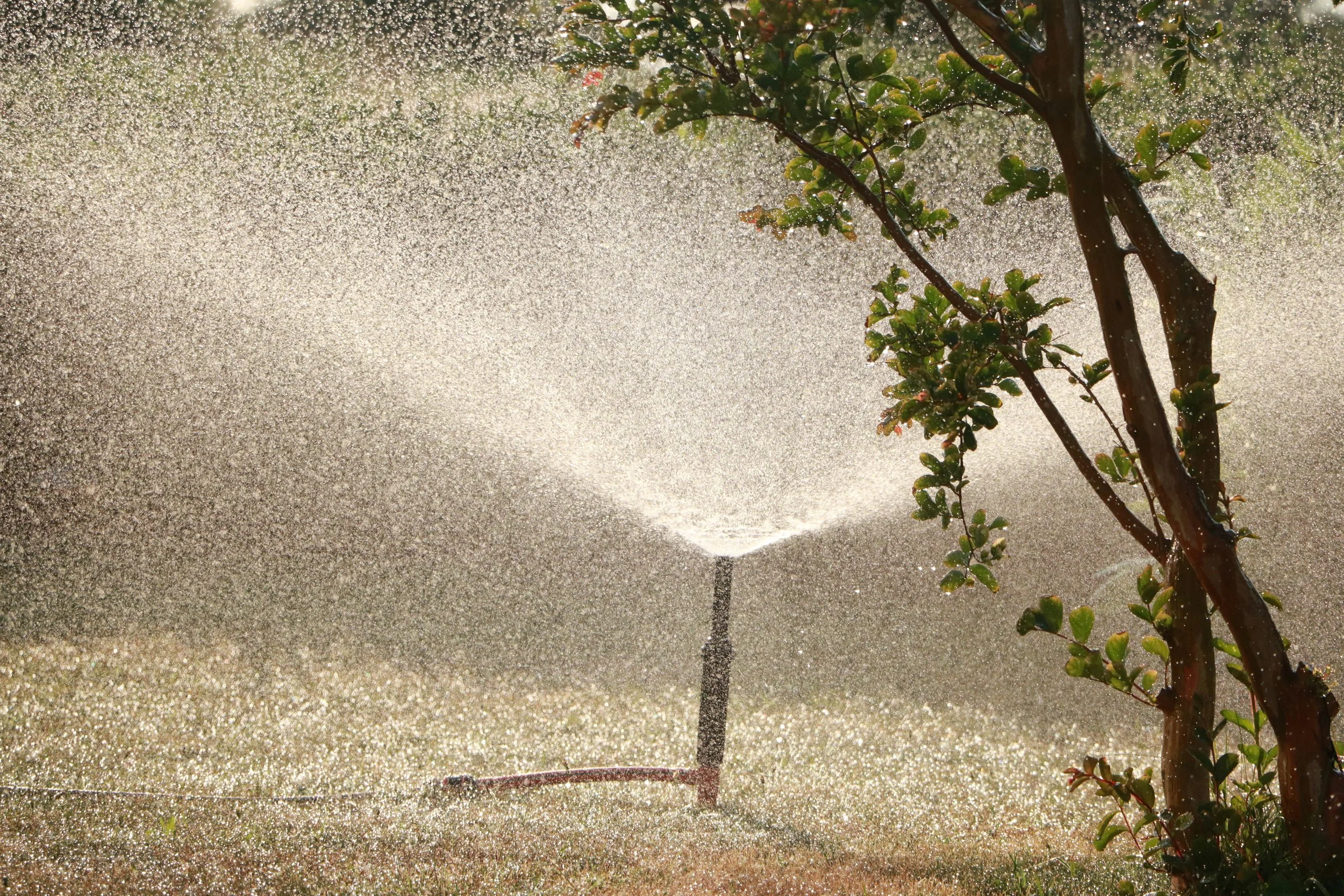 A tree with green leaves is being watered with a garden hose, and water droplets are shimmering in the sunlight.