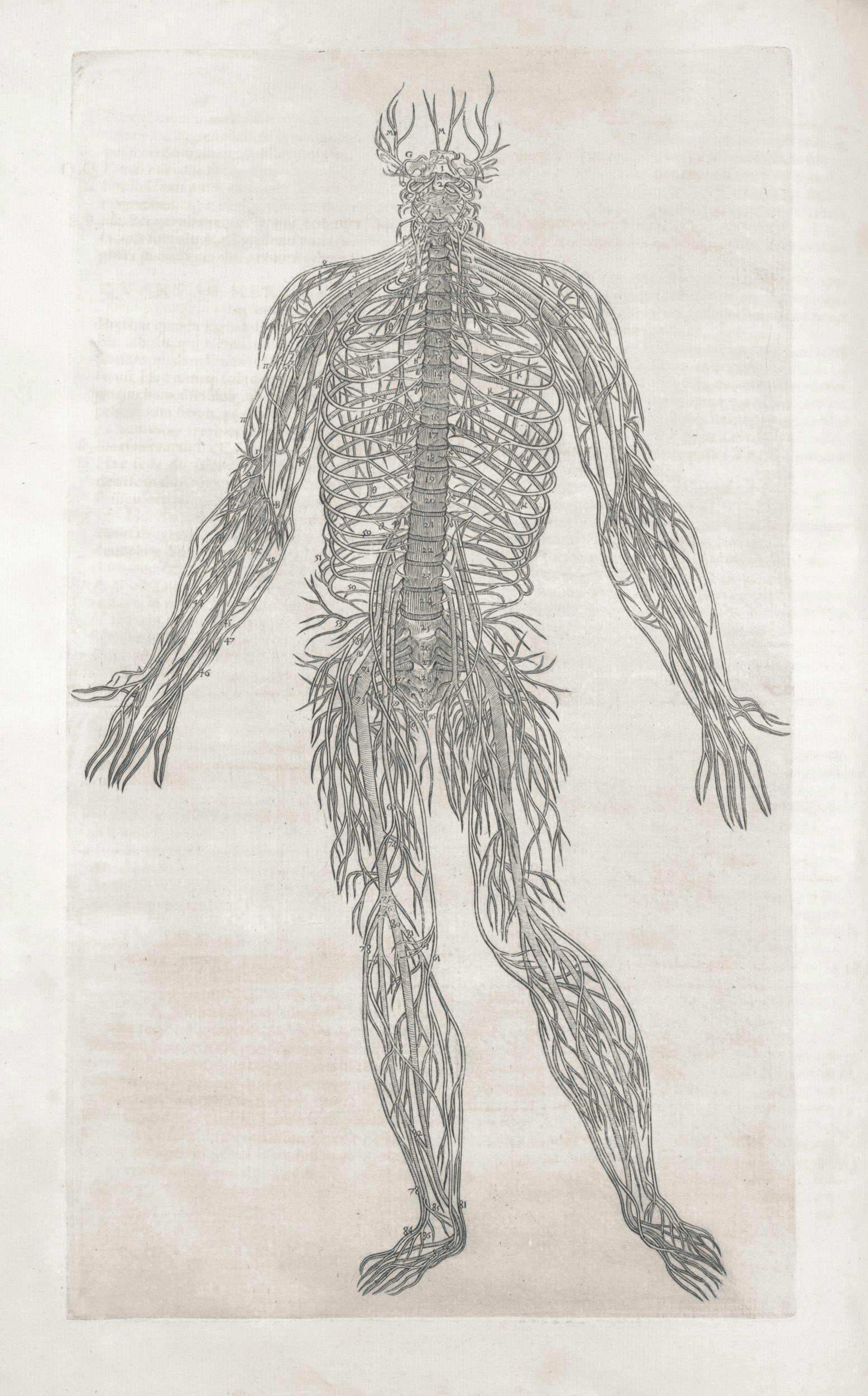 An anatomical illustration of the human nervous system, showing the brain, spinal cord, and nerve pathways throughout the body.