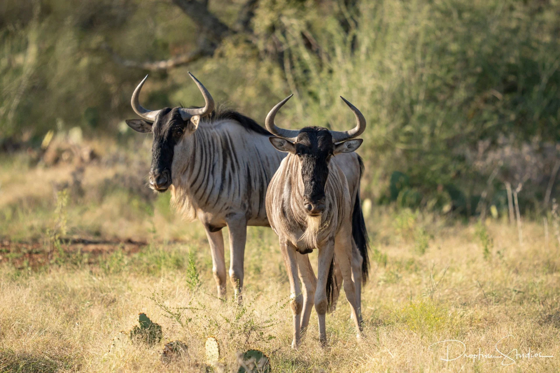 Wildebeest
