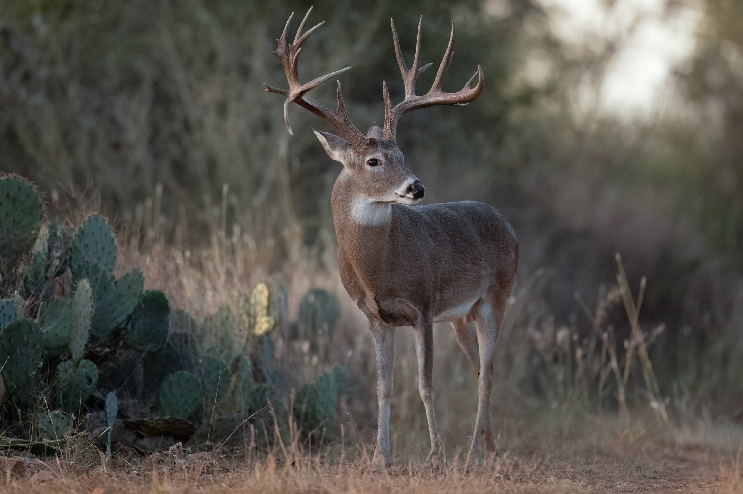 Whitetail