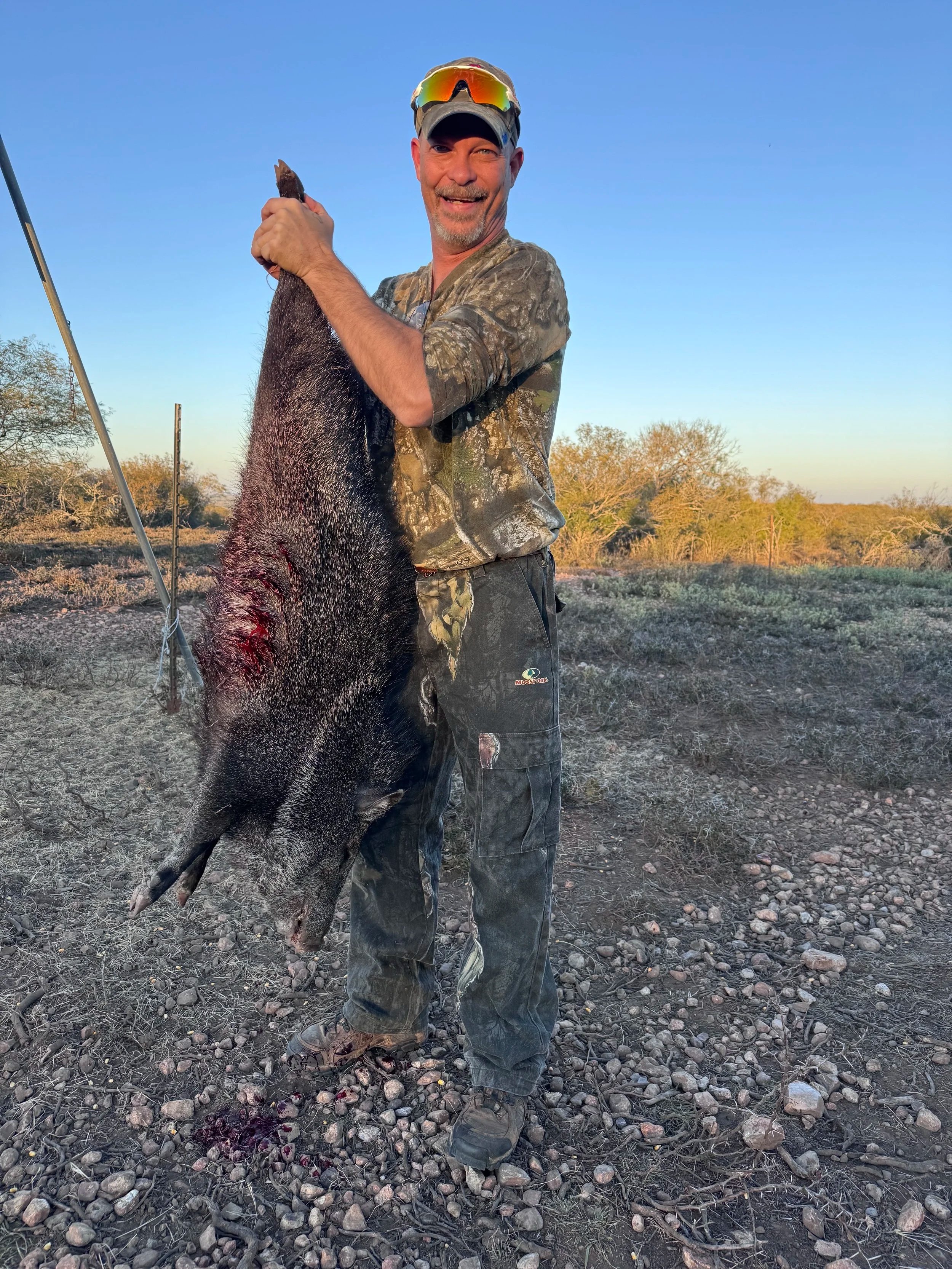 Javelina