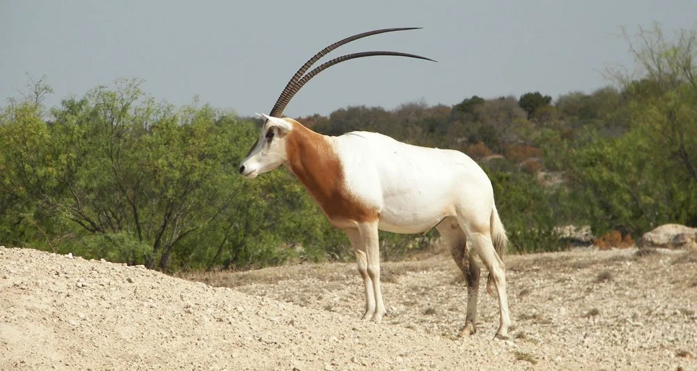 Scimitar Oryx