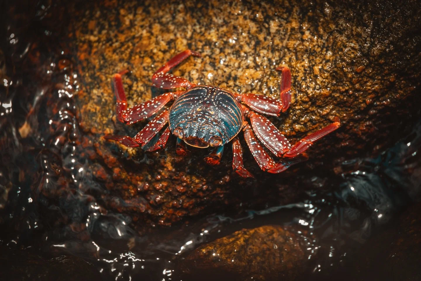 Ocean Life - Carnival Panorama 2026

Shot on Canon R5 C with RF 24-240mm F4-6.3
Edited in Adobe Lightroom

Puerto Vallarta, Mazatlan, La Paz, Cabo San Lucas, Long Beach

Be sure to look at all the pics!!