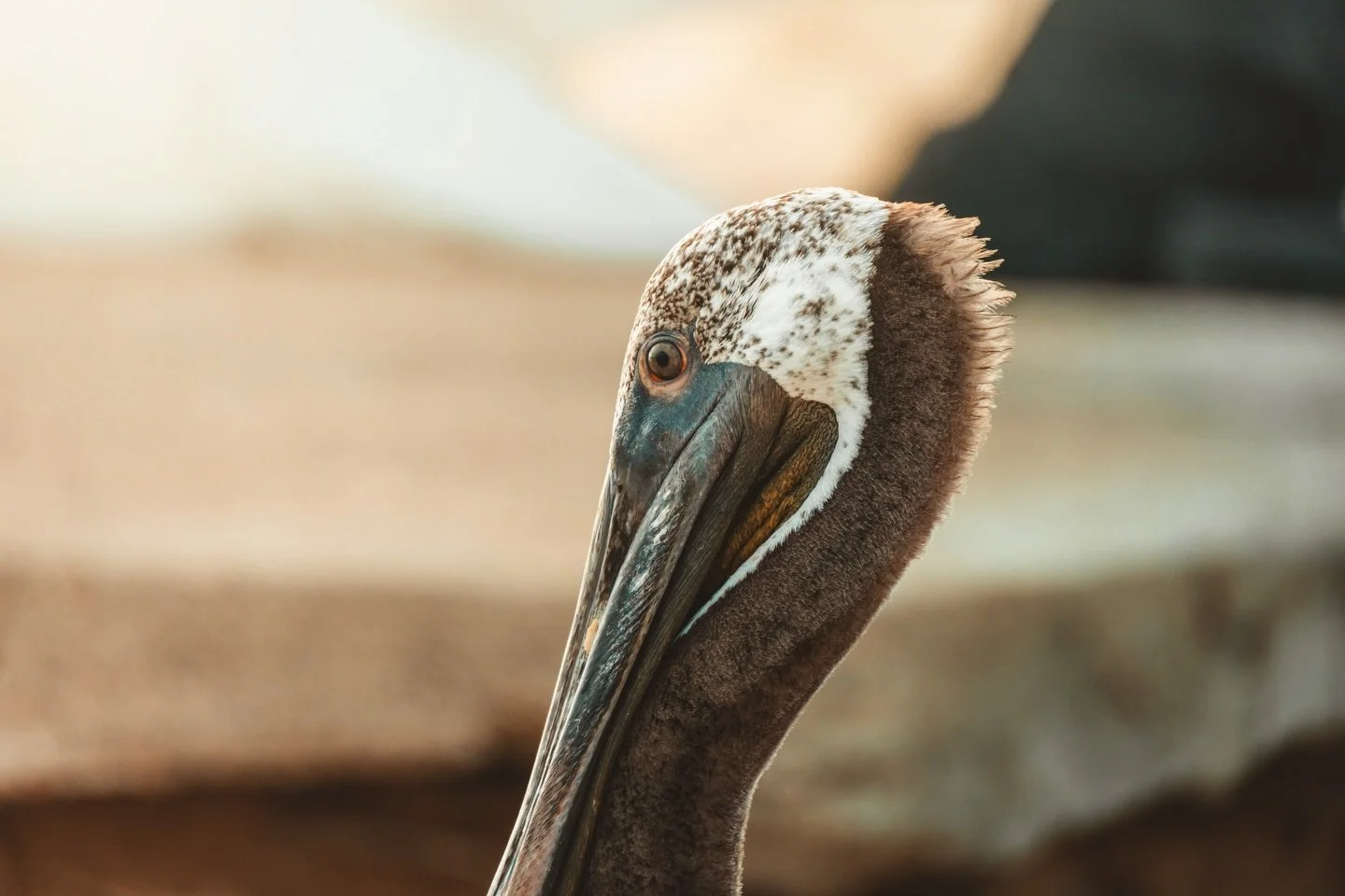 BIRDS!! (Mostly pelicans) - Carnival Panorama 2026

Shot on Canon R5 C with RF 24-240mm F4-6.3
Edited in Adobe Lightroom

Puerto Vallarta, Mazatlan, La Paz, Cabo San Lucas, Long Beach

Be sure to look at all the pics!!