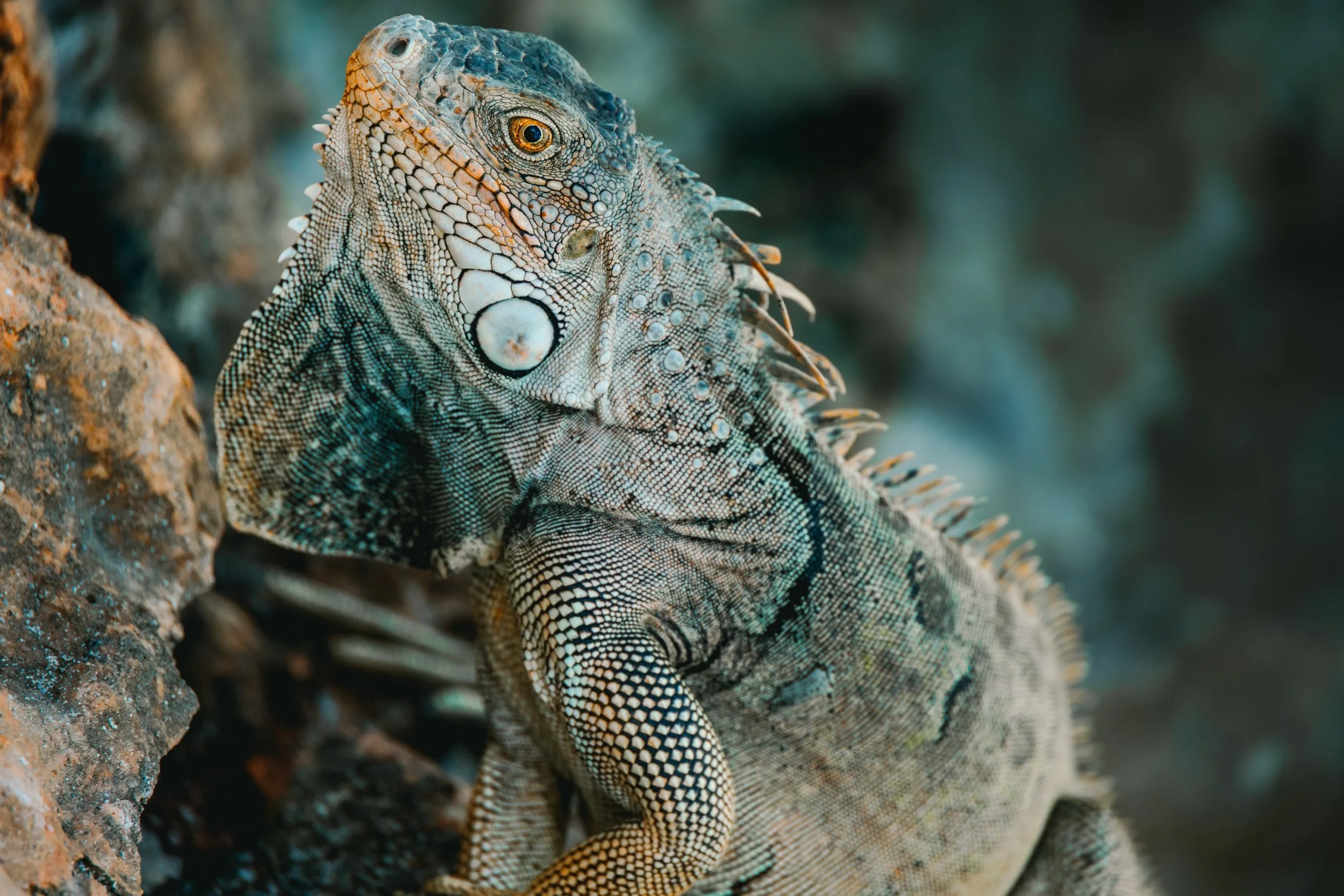 Iguanas, lobsters, centipede and dog - Sint Maarten | Saint Martin | Anguilla

Shot on Canon R5 C with RF 24-240mm F4-6.3
Edited in Adobe Lightroom

Be sure to look at all the pics!!