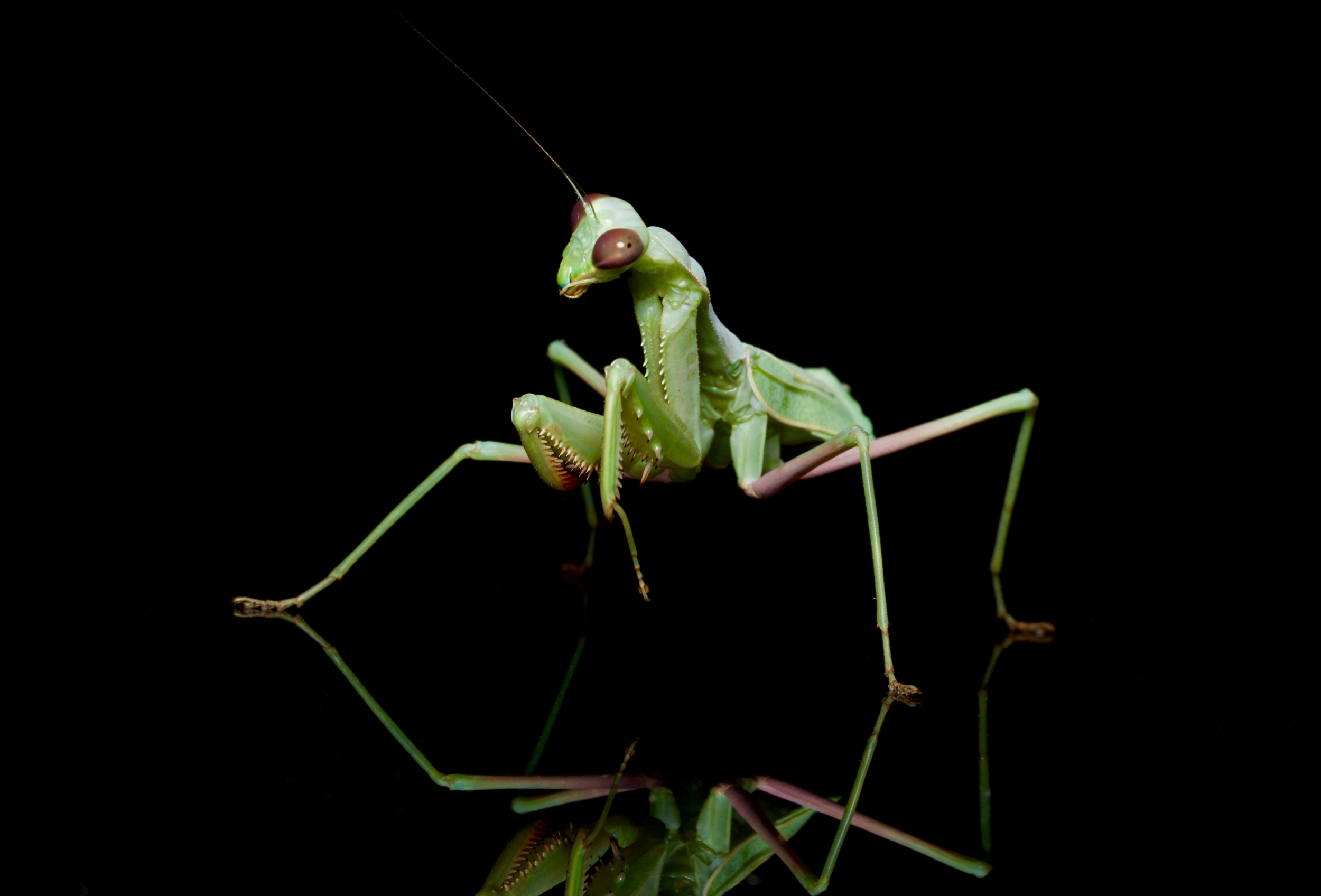 Close-up of a green praying mantis against a black background, with a reflection of the insect visible on a shiny surface.