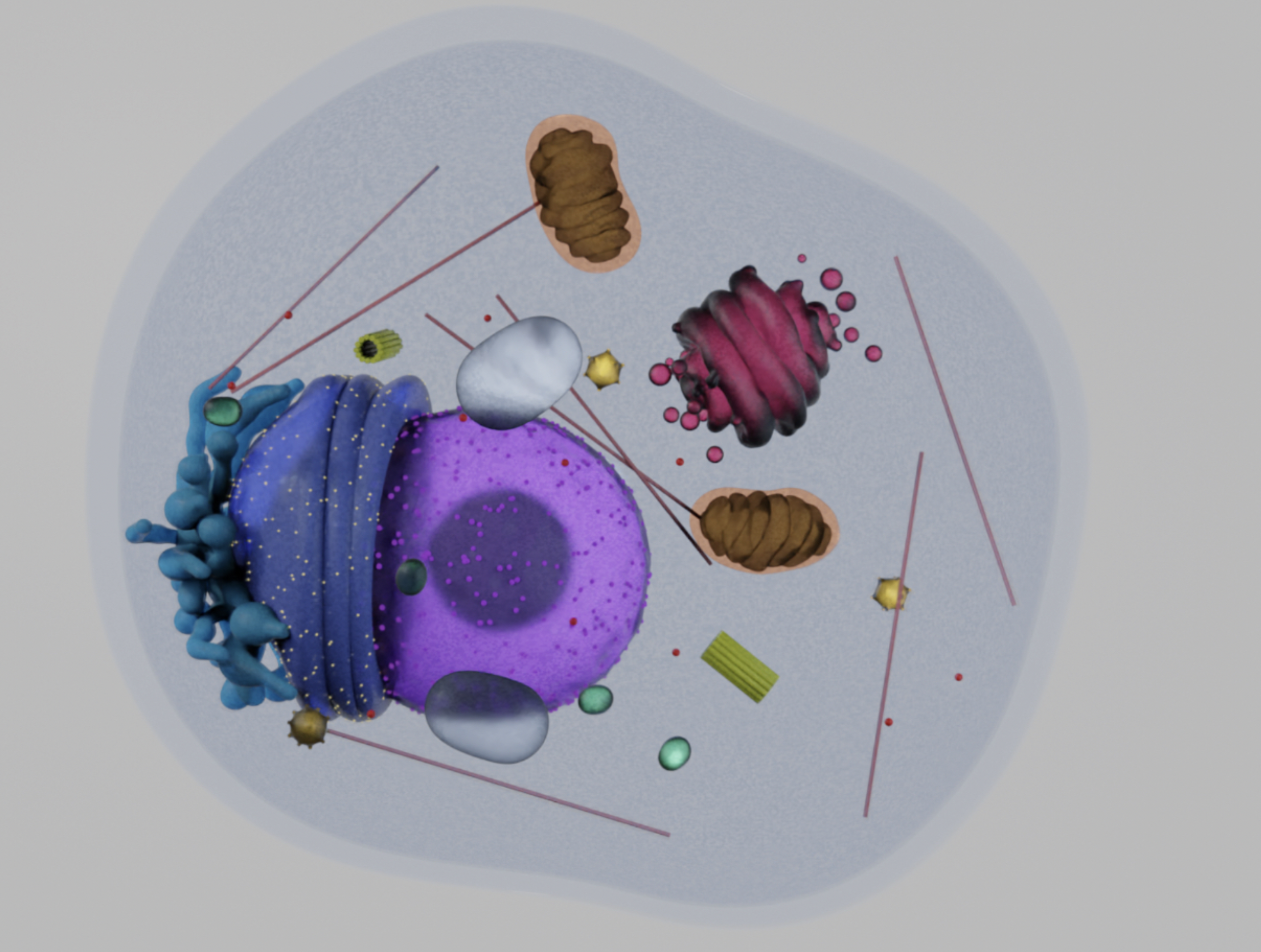 Cell Model