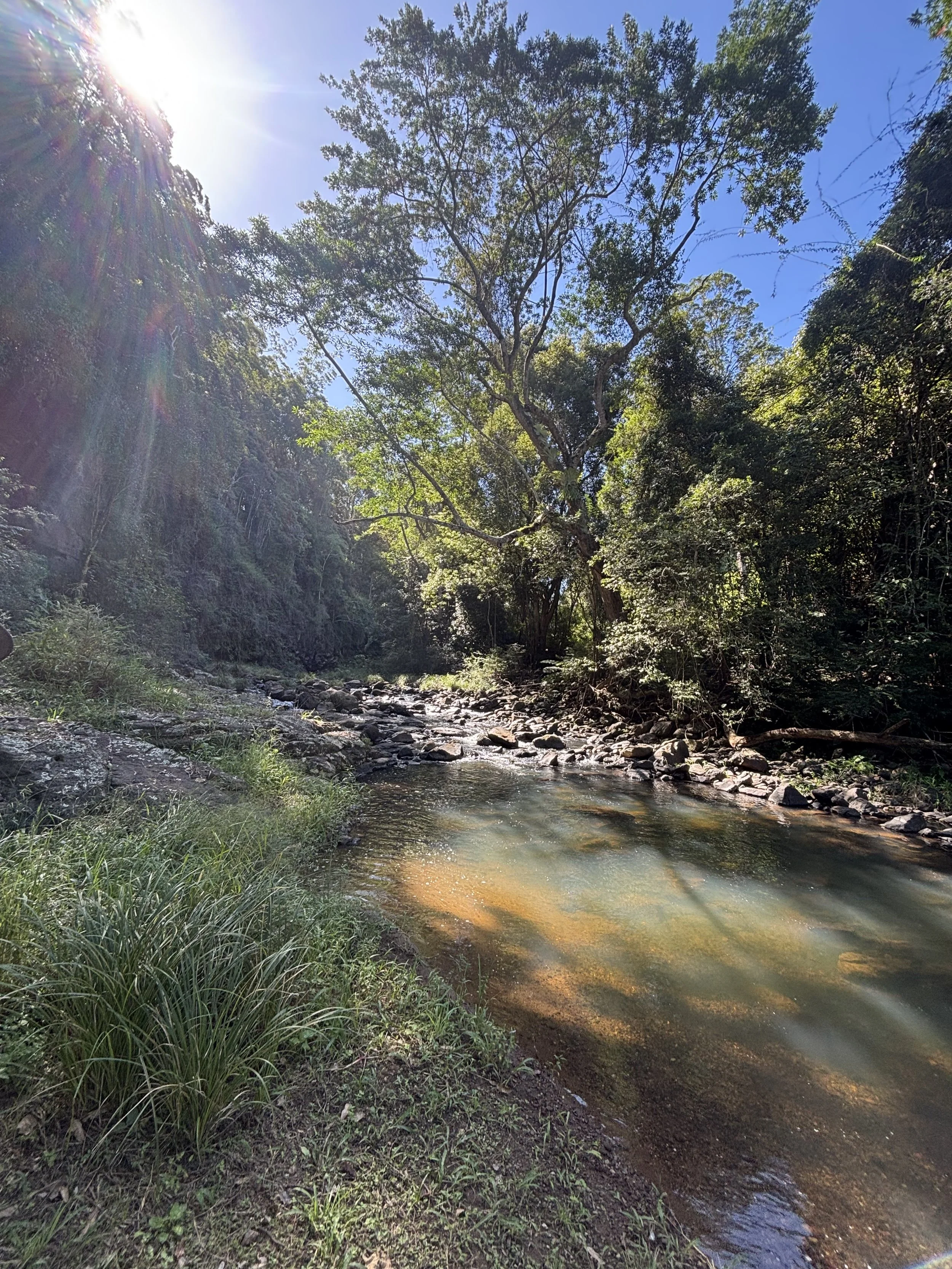 A small river or stream flowing through a lush, green forest with tall trees and sunlight shining through the leaves.