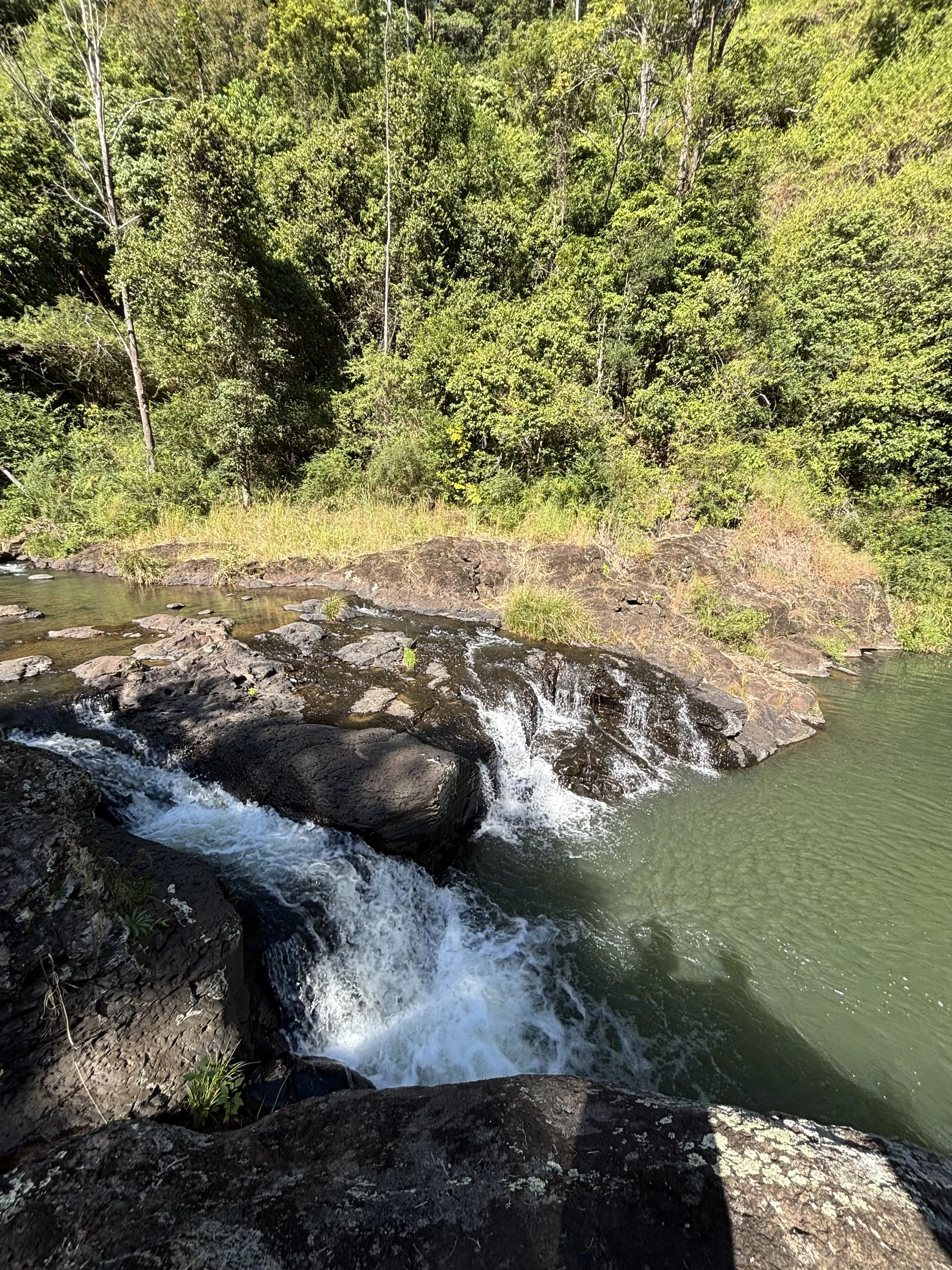 A flowing river with rocks and greenery along the banks, surrounded by tall trees under bright sunlight.