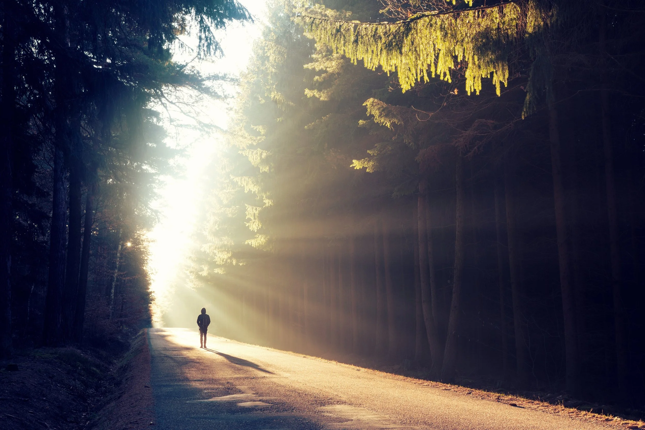 A person walking along a path in a forest during sunrise, with sunlight filtering through tall trees.