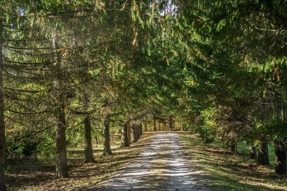 Photograph by Ashley Whitt of a tree-lined gravel road forming a natural green canopy, with sunlight filtering through the branches and casting dappled shadows across the road.
