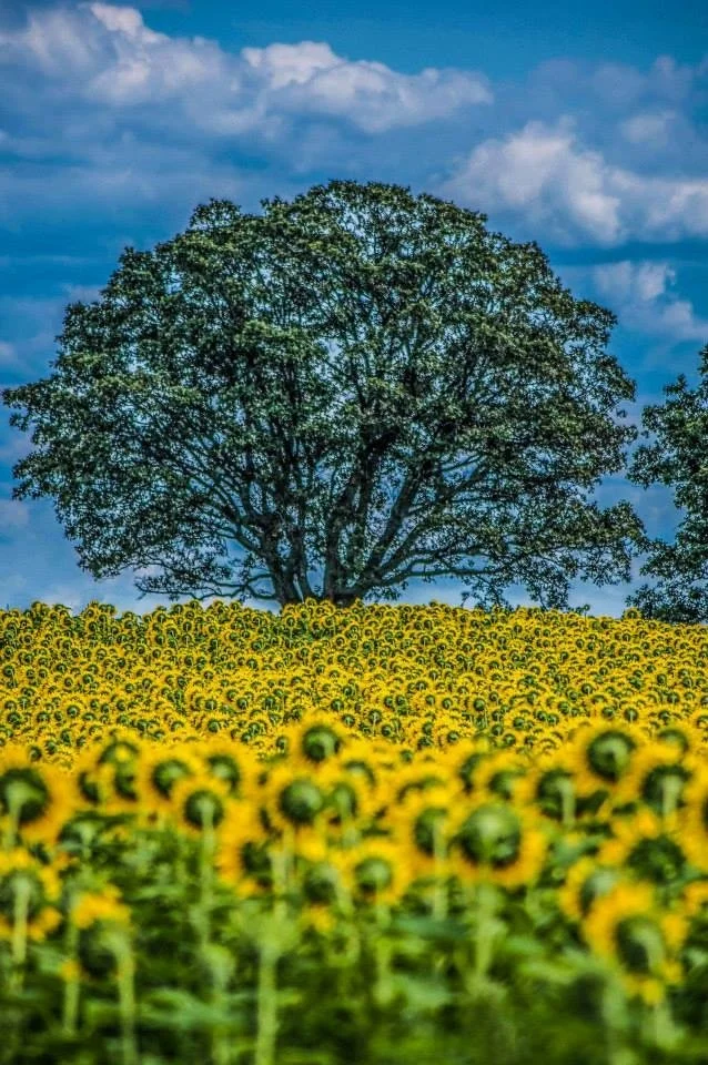 A lone tree rises beyond a field of blooming sunflowers, their faces turned toward the tree beneath a bright blue sky with scattered clouds. Photographed at Pope Farm Conservancy in Middleton, Wisconsin, by Ashley Whitt.