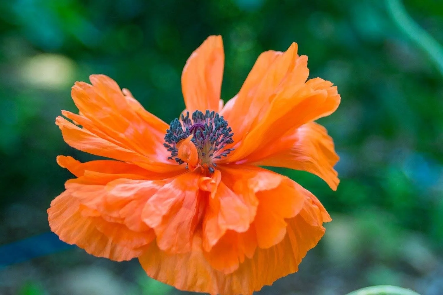 Close-up photograph by Ashley Whitt of an orange poppy with ruffled petals and deep purple stamens against a softly blurred green background.