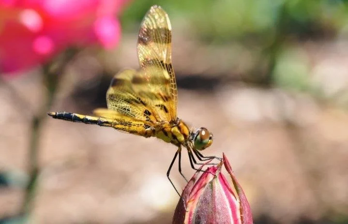 Close-up photograph by Ashley Whitt of a golden dragonfly perched on a pink rosebud, with a softly blurred garden background.
