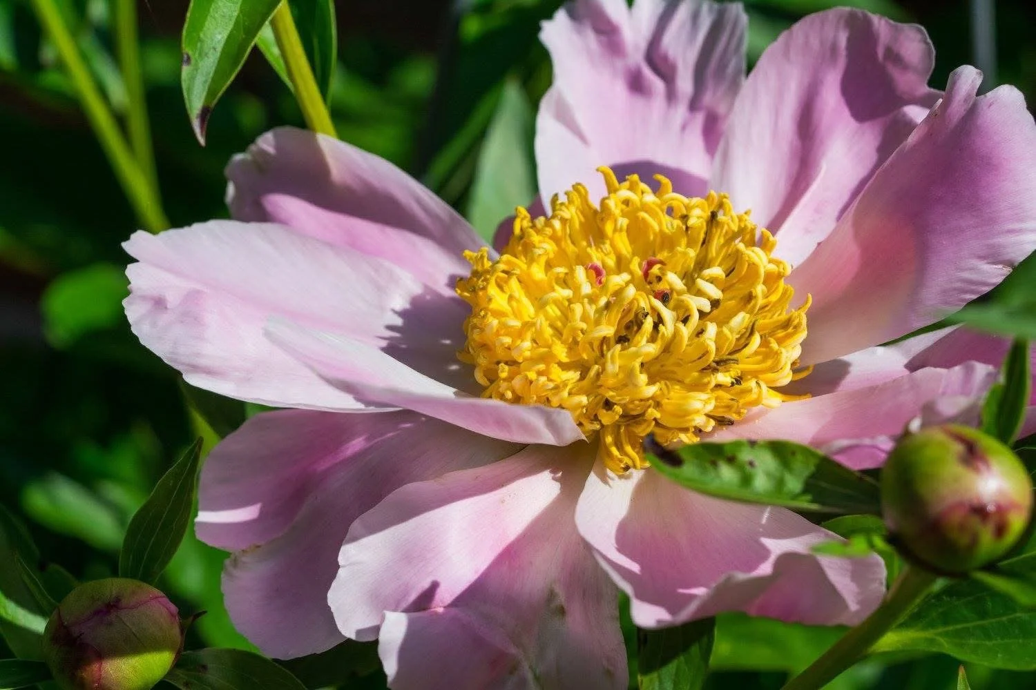 Close-up photograph by Ashley Whitt of a pink peony with bright yellow stamens, surrounded by green leaves and unopened flower buds.