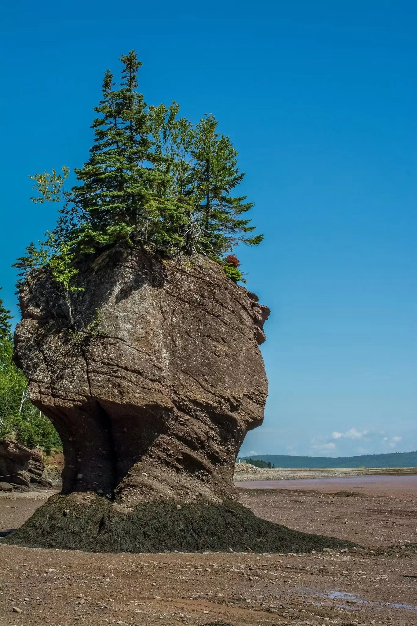 Photograph by Ashley Whitt of the famous flowerpot rock formation at Hopewell Rocks in New Brunswick, Canada, topped with evergreen trees beneath a clear blue sky during low tide.