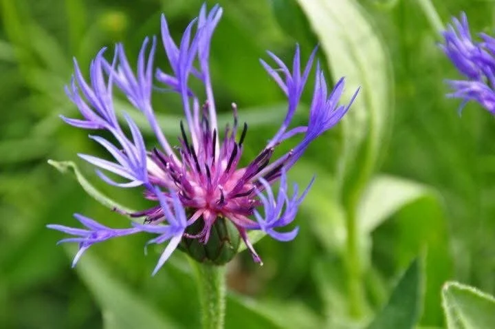 Photograph by Ashley Whitt of a close-up purple and pink wildflower with delicate spiky petals against a softly blurred background of green leaves.
