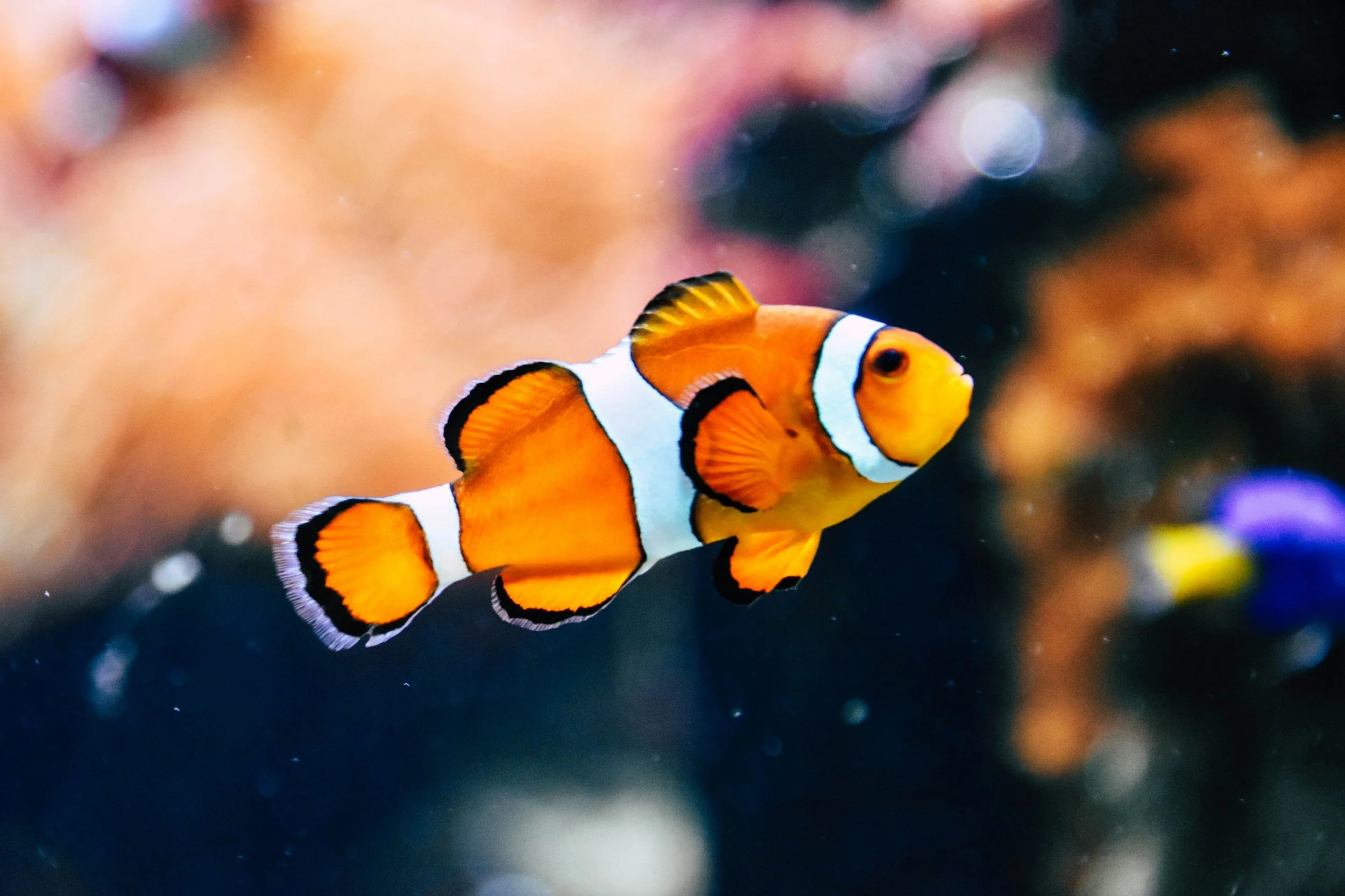 Here Fishy, Fishy 