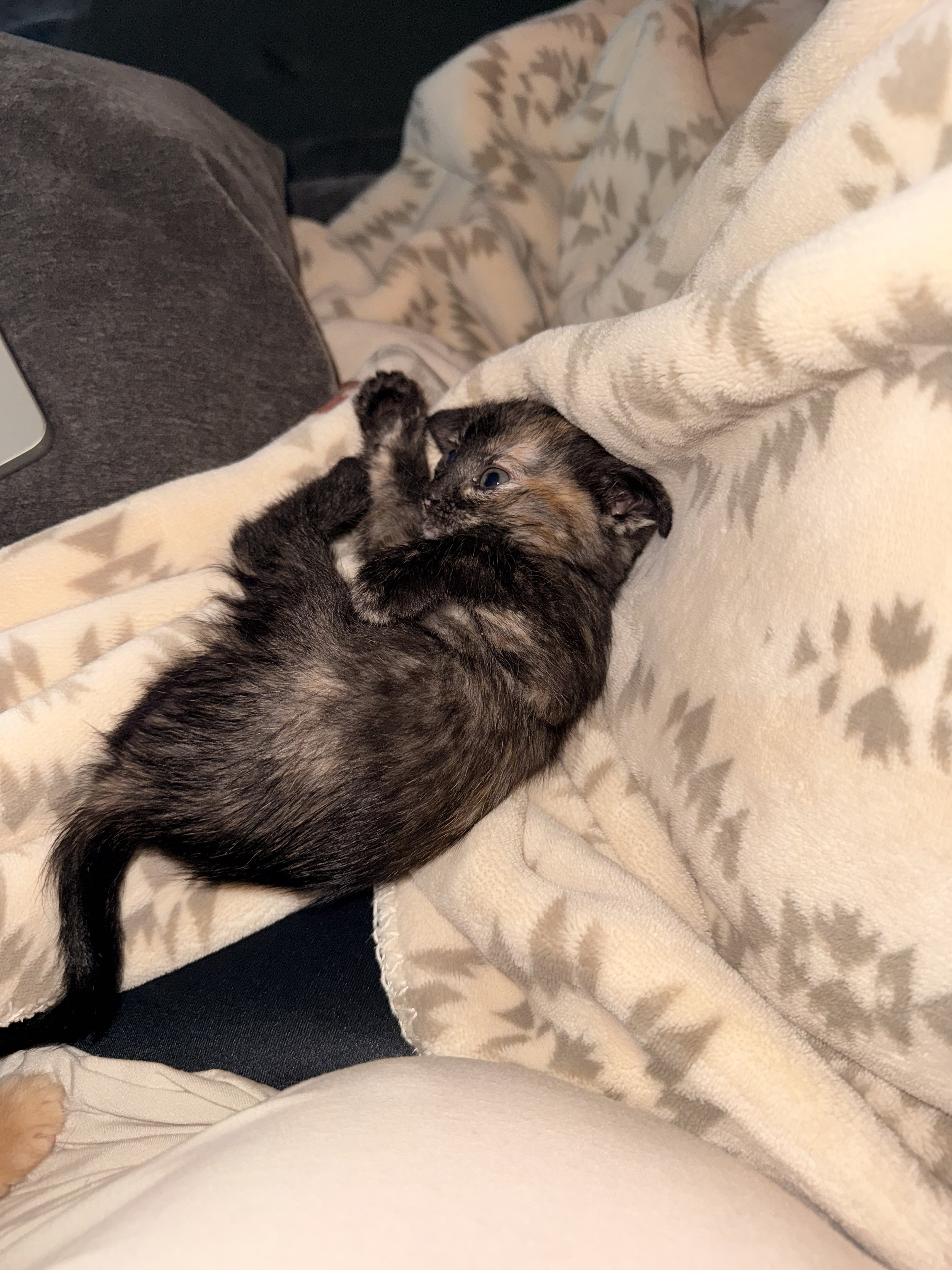 Petunia