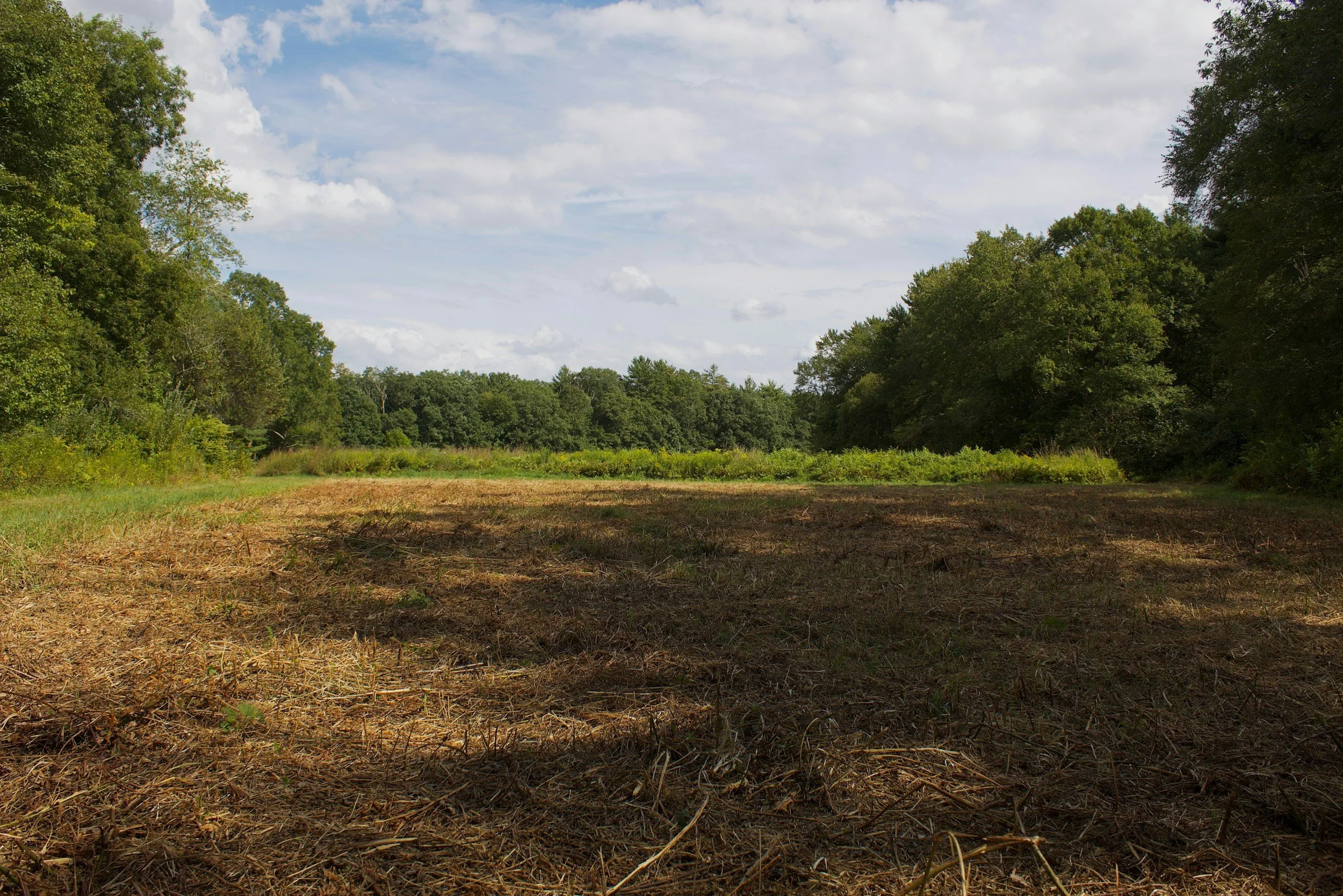 Open grassy field with trees on both sides under a partly cloudy sky.