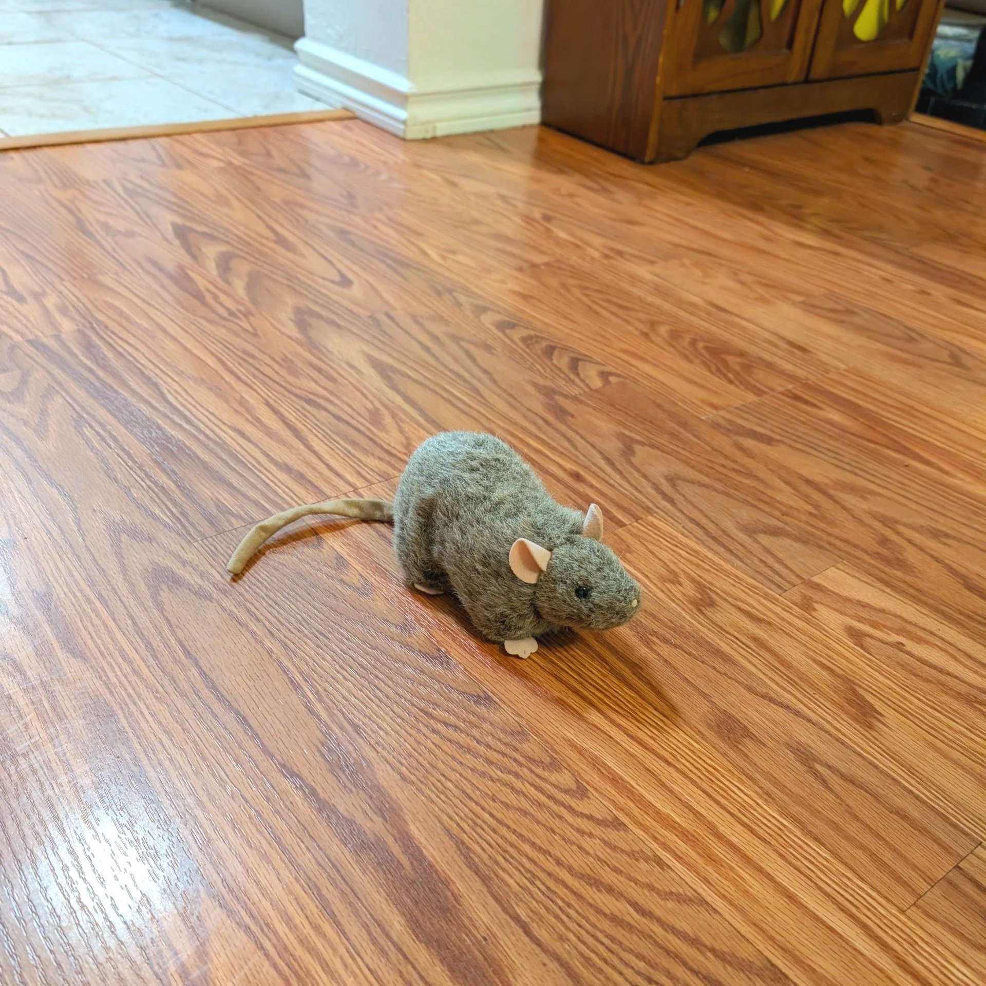 How Do I Solve My Rat Problem?